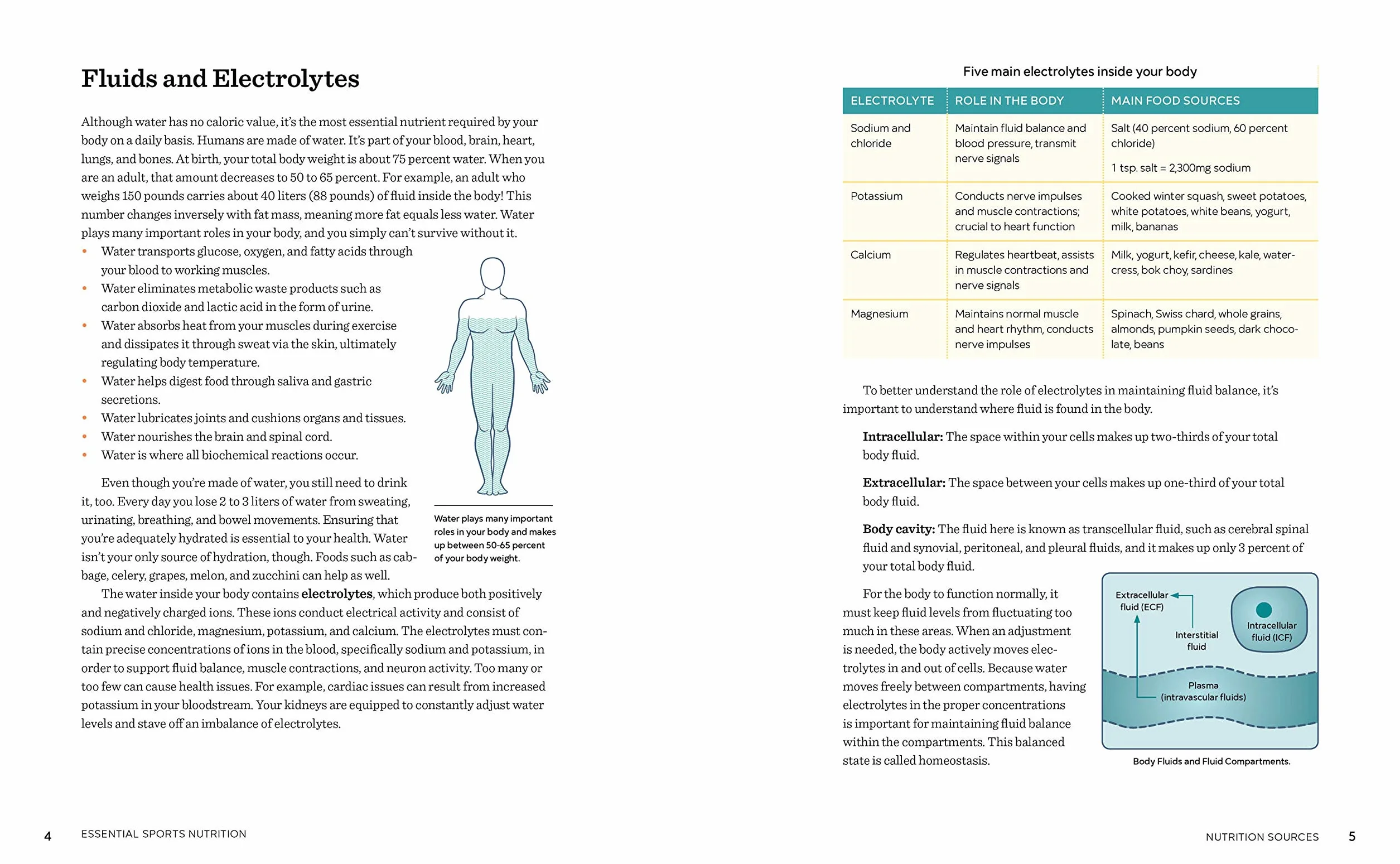 Essential Sports Nutrition: A Guide to Optimal Performance for Every Active Person