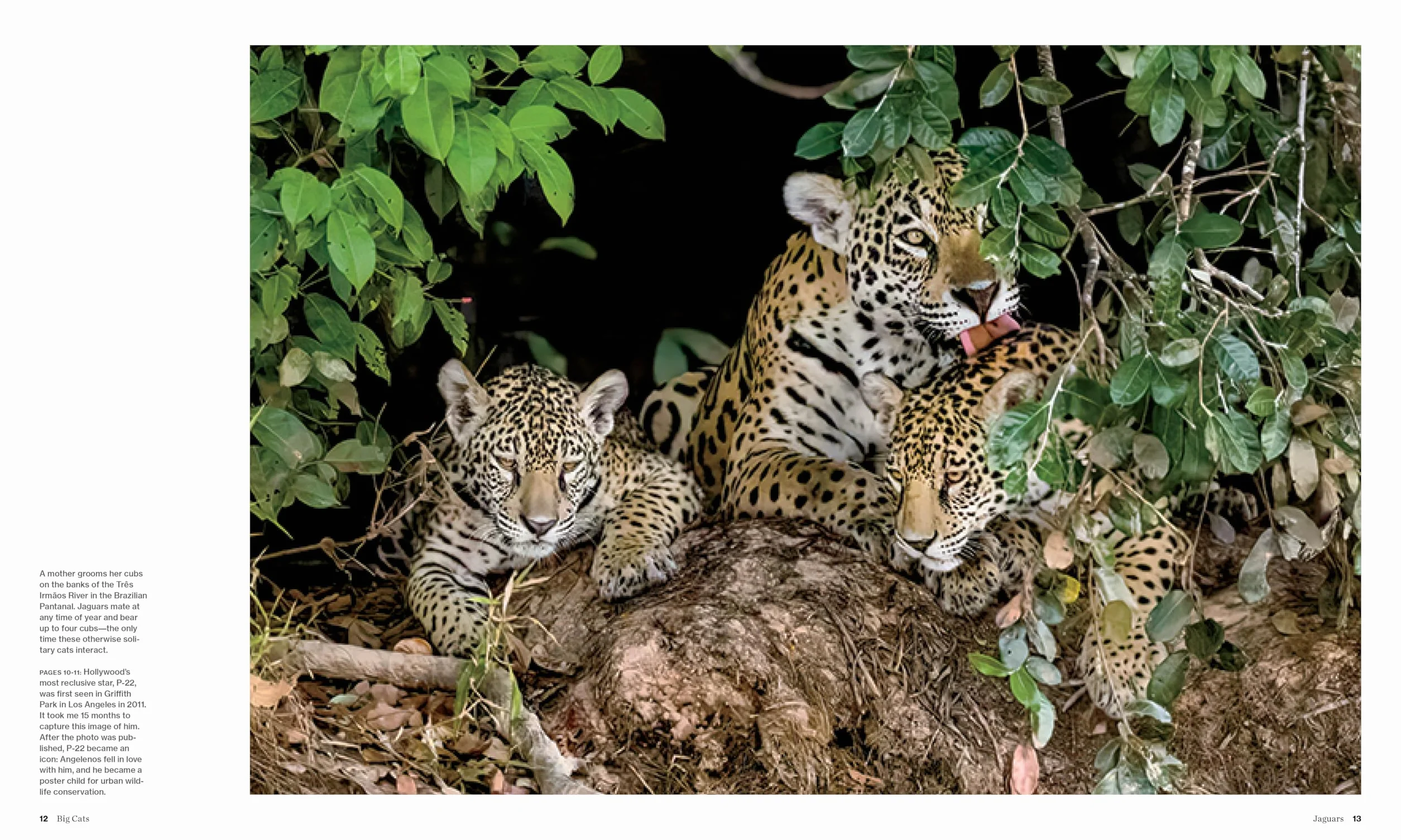 Big Cats