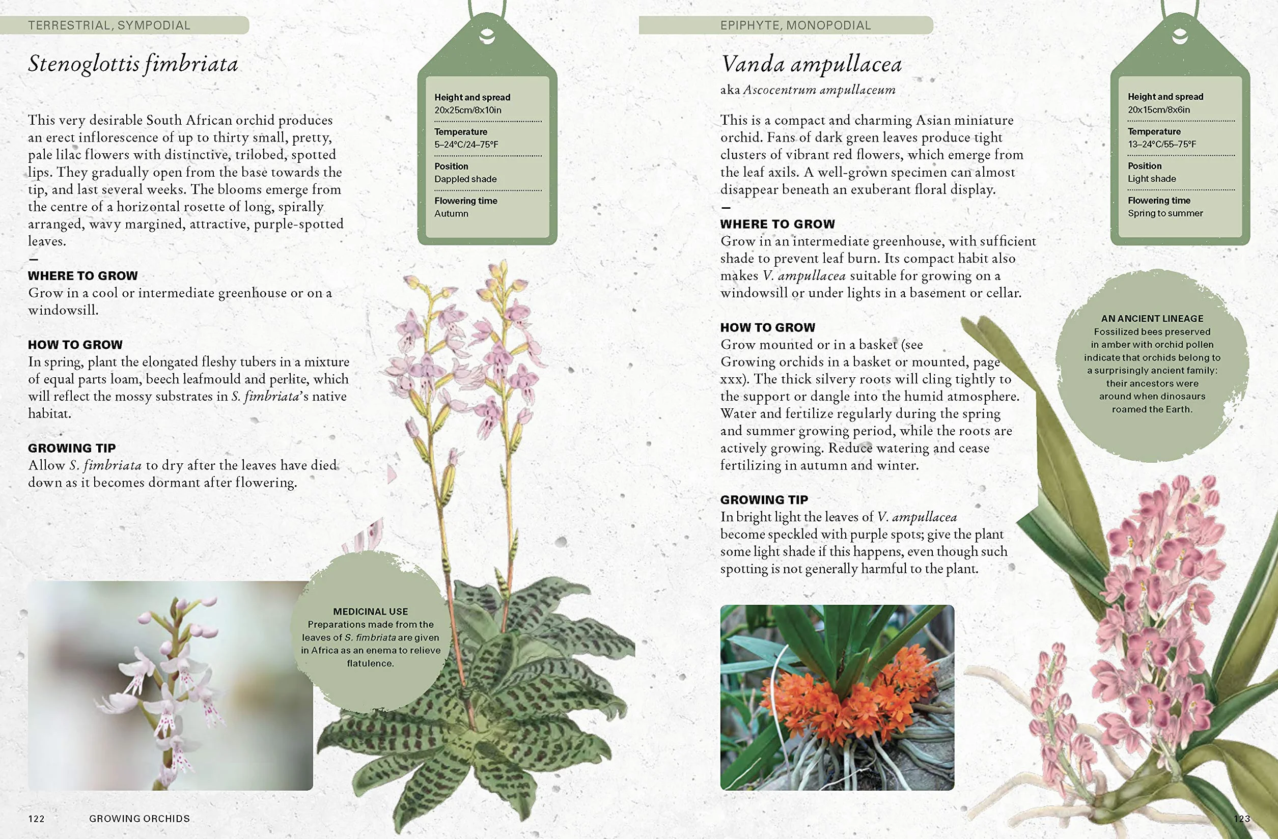 The Kew Gardener's Guide to Growing Orchids Volume 6