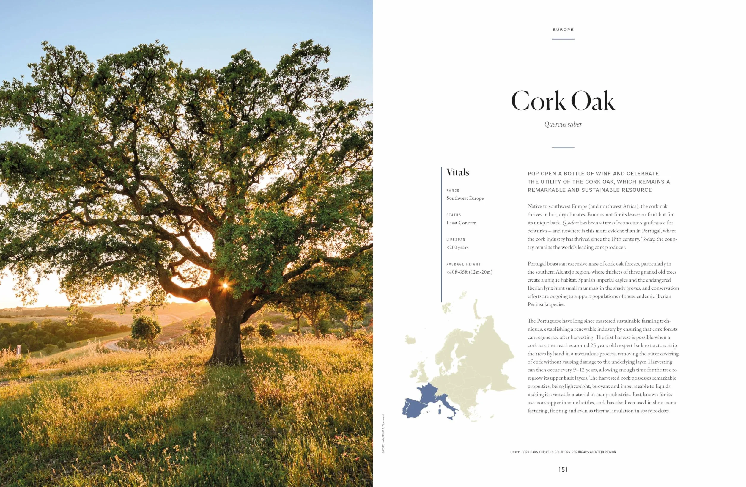 The Tree Atlas 1 -anglais-: 50 Magnificent Species Across the Planet | Practical Travel Advice to See Each Natural Wonder | Exquisite Photography & Illustrations