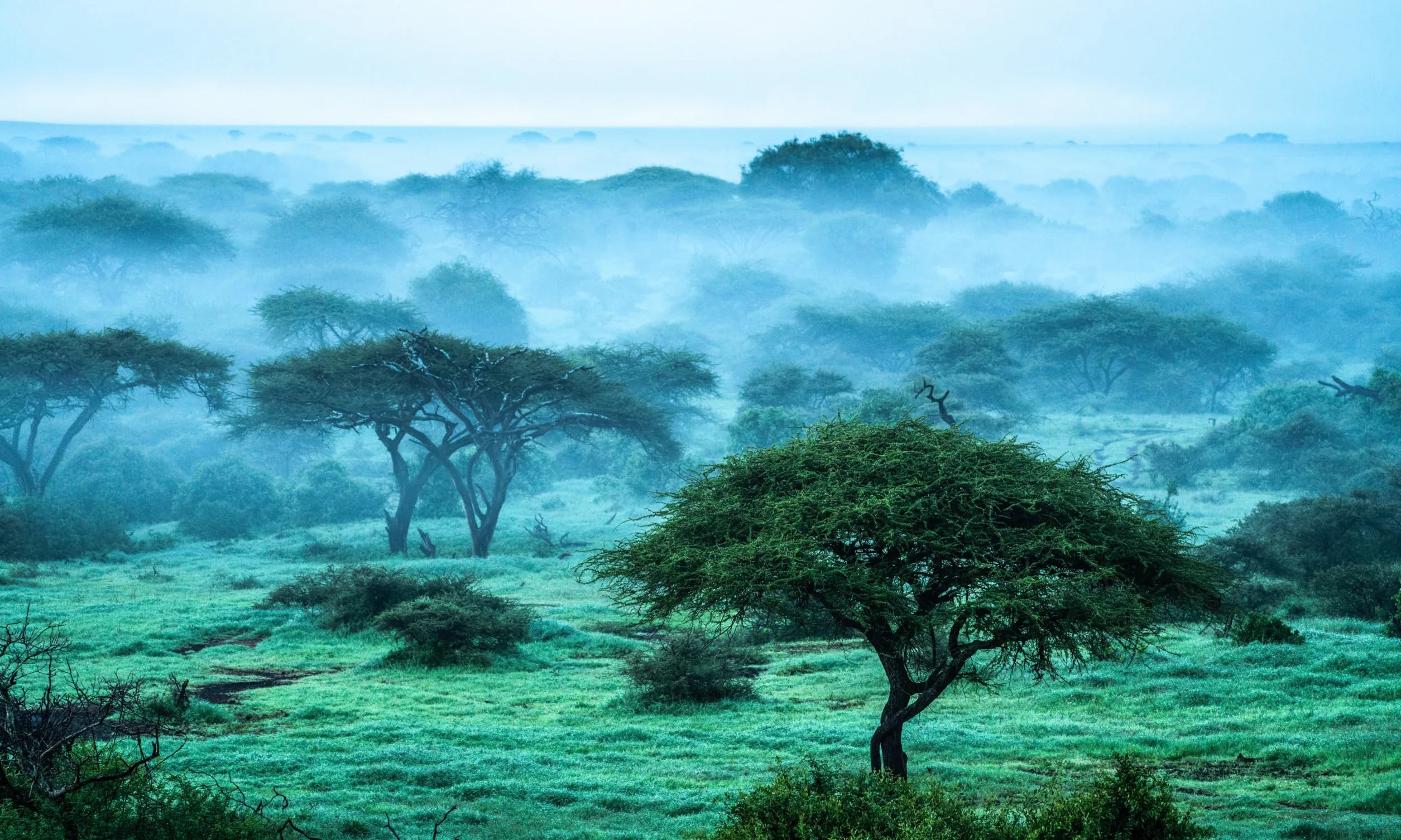 Wild Eye: A Life in Photographs