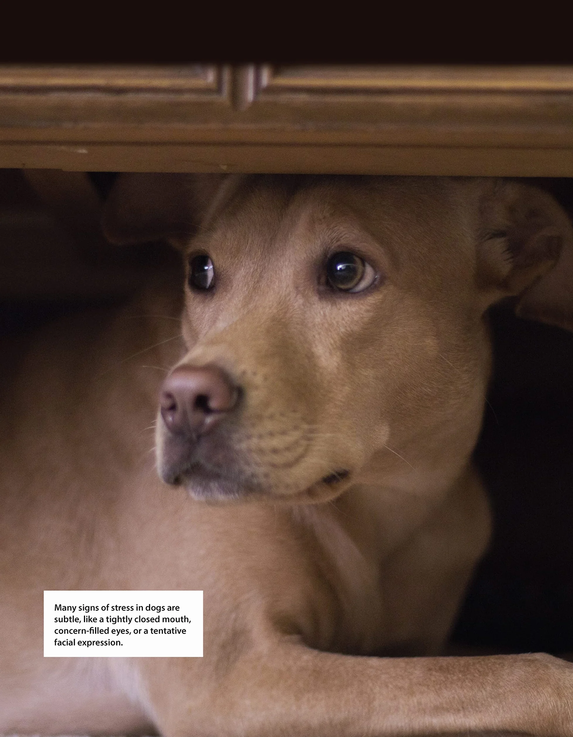 Positive Training for Aggressive and Reactive Dogs: Proven Techniques to Help Your Dog Overcome Fear and Anxiety