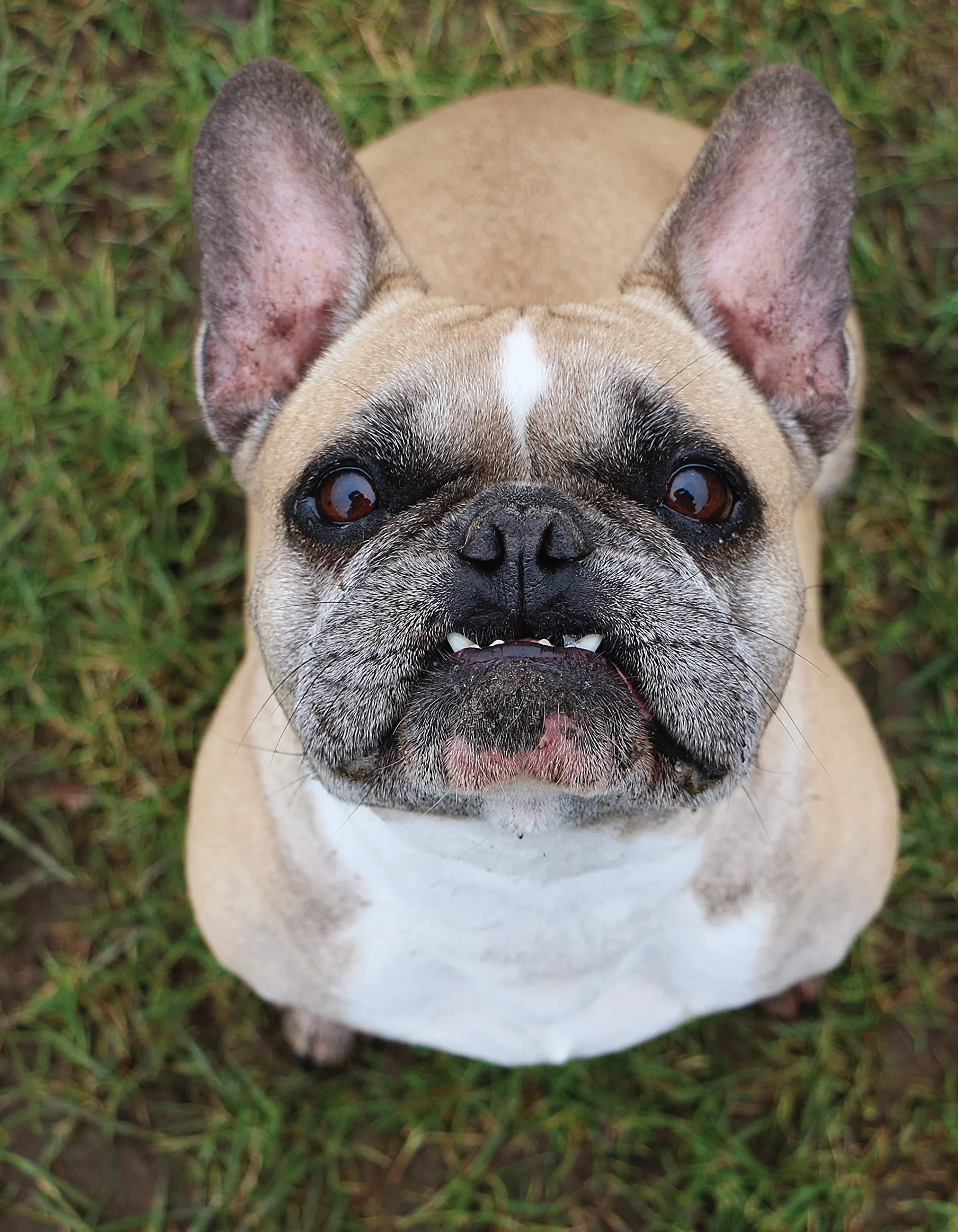 Positive Training for Aggressive and Reactive Dogs: Proven Techniques to Help Your Dog Overcome Fear and Anxiety