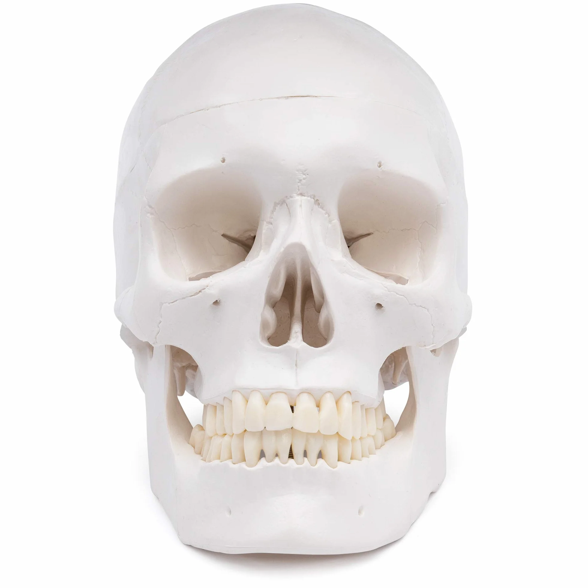 Cranstein A-240 anatomiczna czaszka | medycyna nauka i edukacja | trupia czaszka | model anatomiczny czaszki | model czaszki