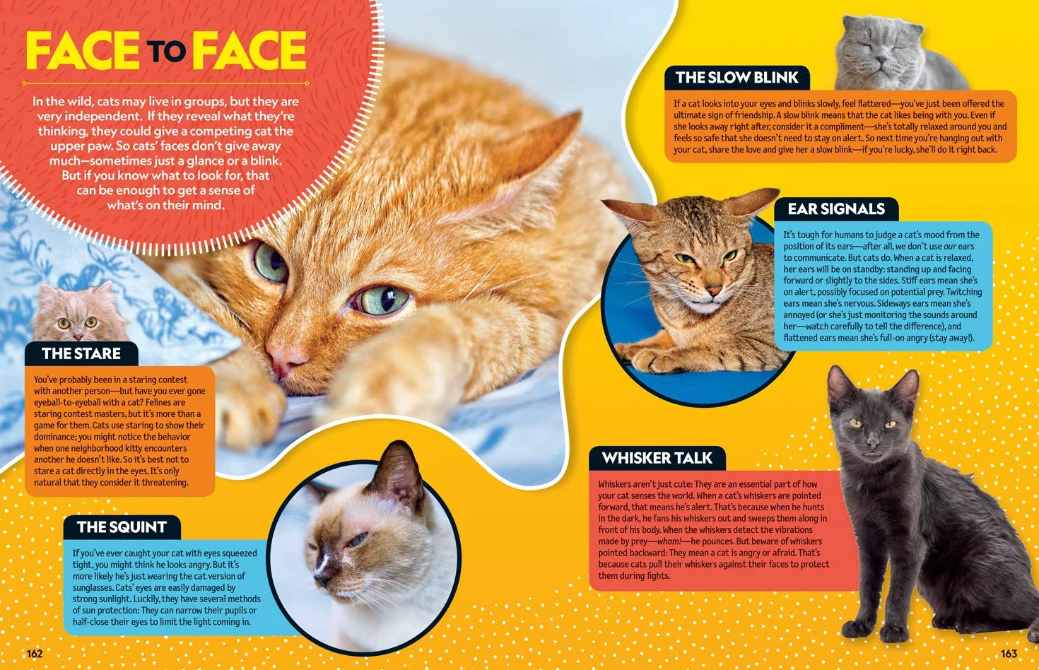Cat Breed Guide: A complete reference to your purr-fect best friend