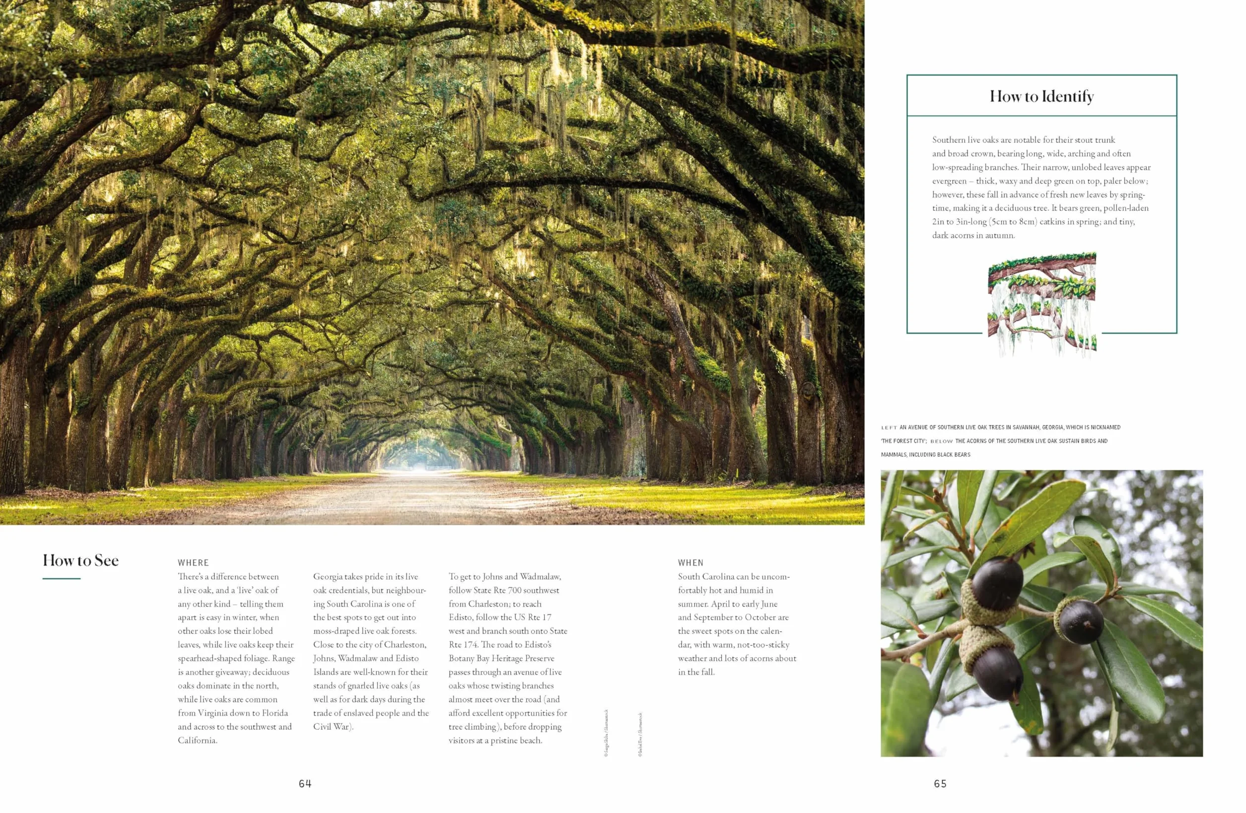 The Tree Atlas 1 -anglais-: 50 Magnificent Species Across the Planet | Practical Travel Advice to See Each Natural Wonder | Exquisite Photography & Illustrations