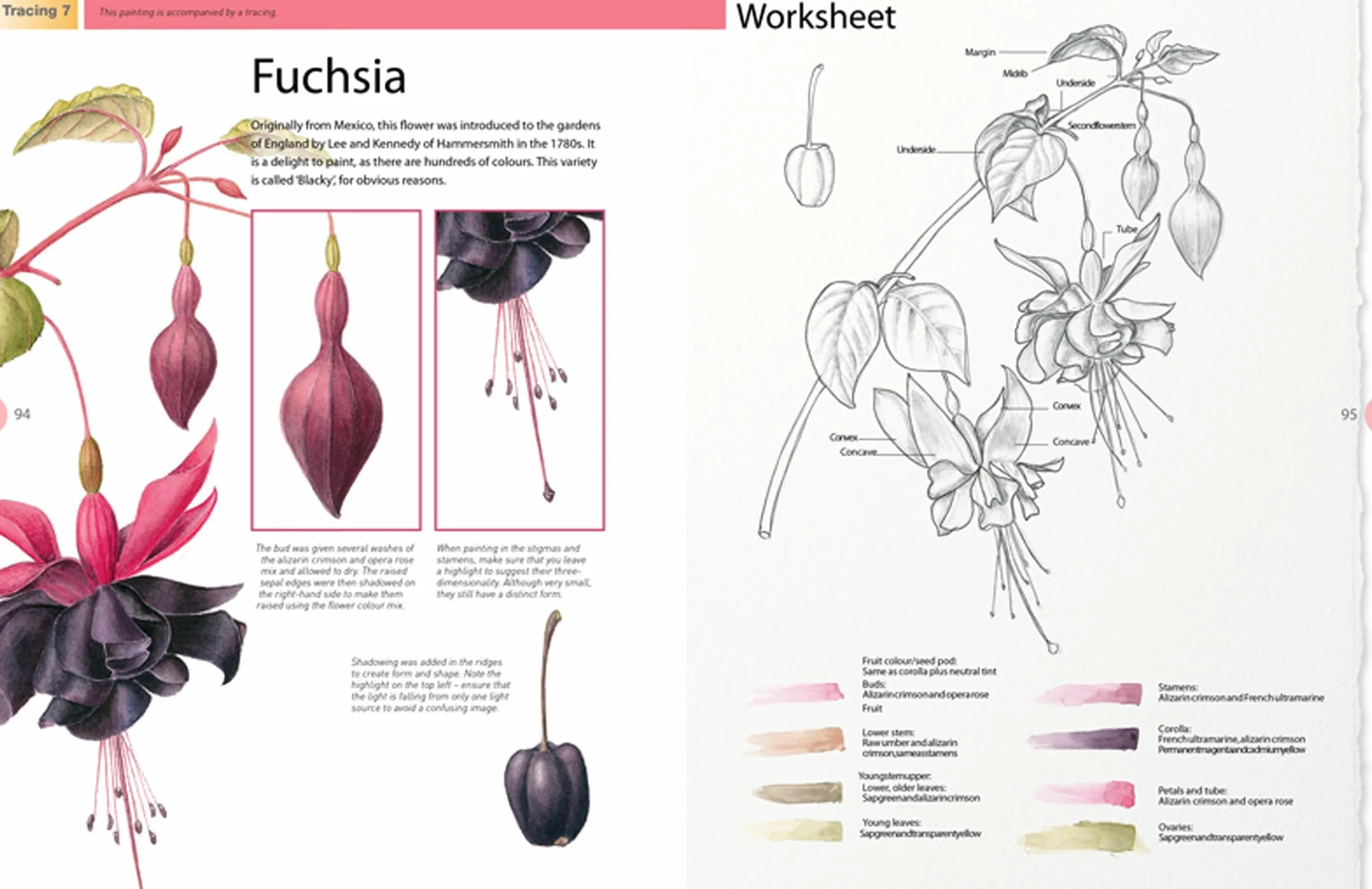 Beginner's Guide to Botanical Flower Painting