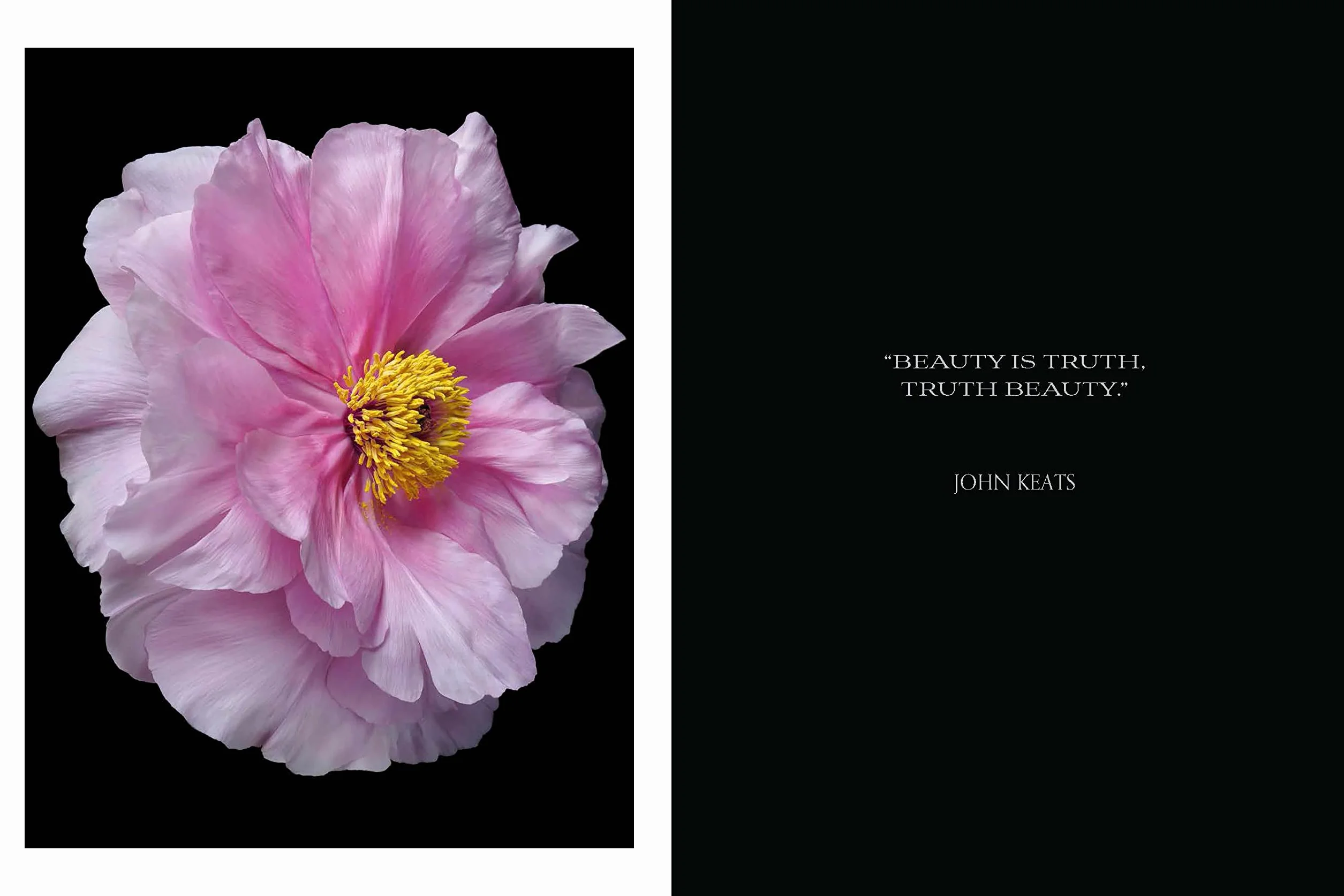 Beauty in Bloom: Floral Portraits