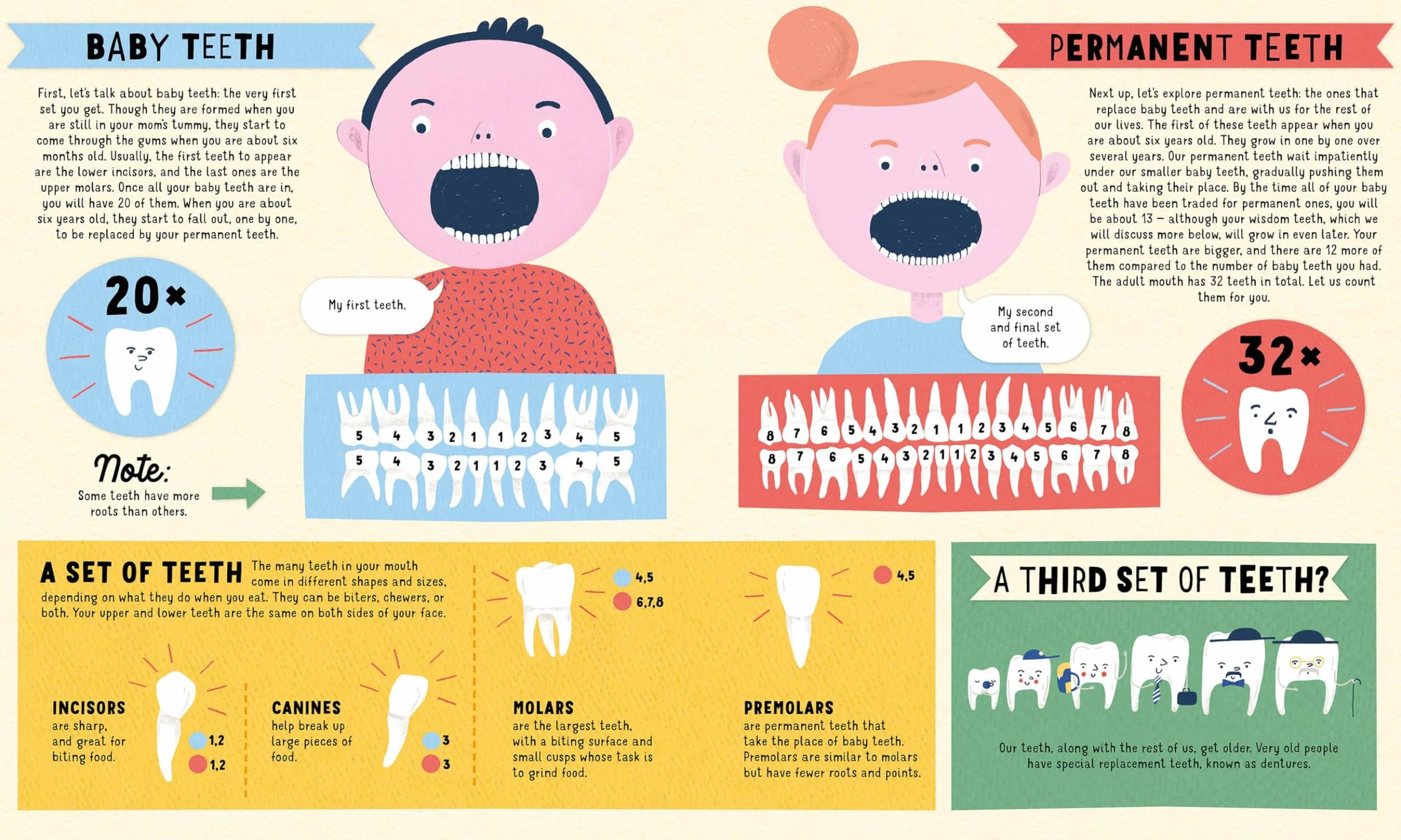 Teeth: You Only Get Two Sets