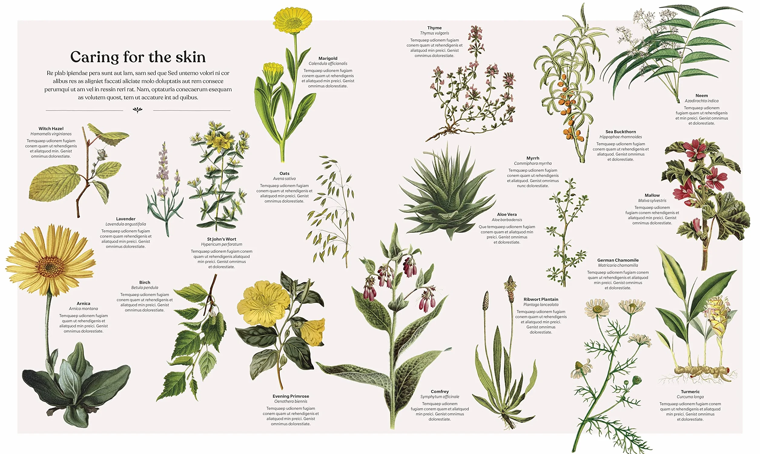 The Herb Book: Stories, Science, and History of Herbs