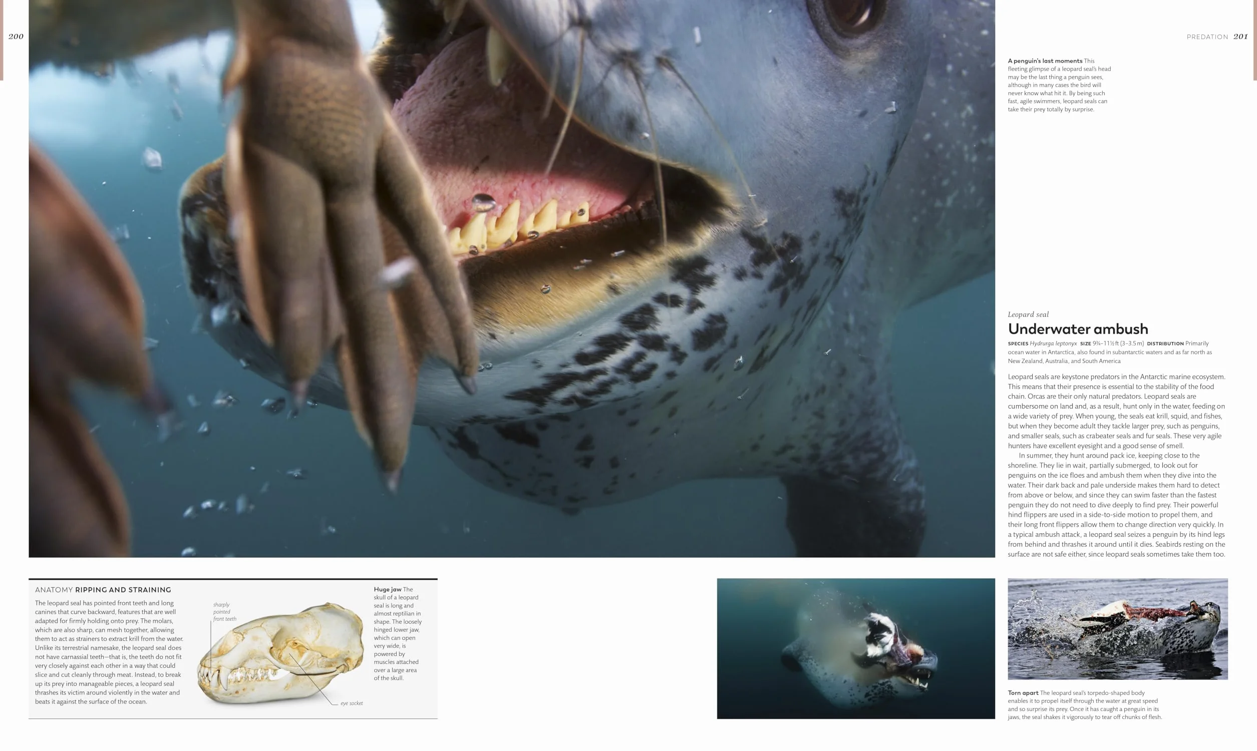 Animal Behavior: Stories of Instinct, Intelligence, and Adaptation