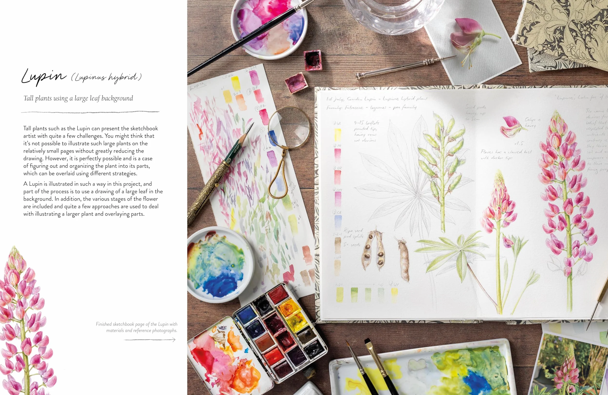 Sketching Nature: The Beginner's Guide to Keeping a Botanical Sketchbook