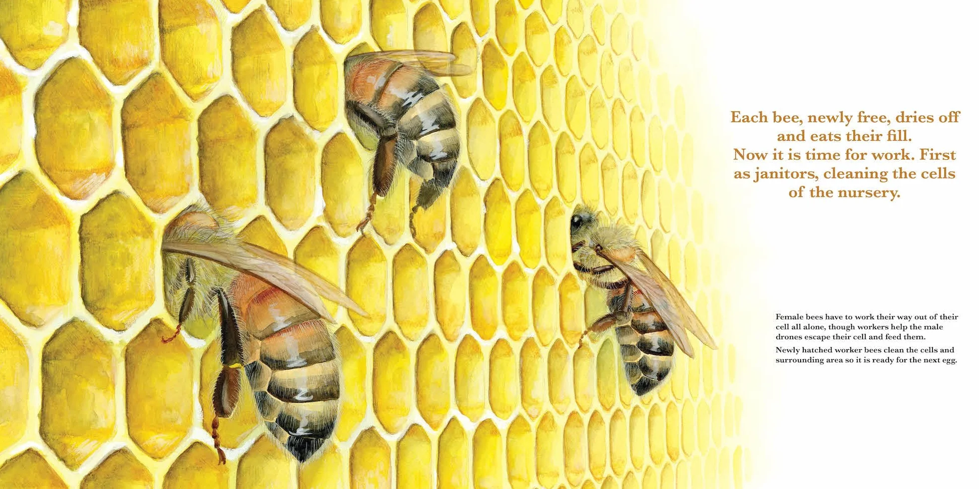 Honey Bees, Nature's Pollinators