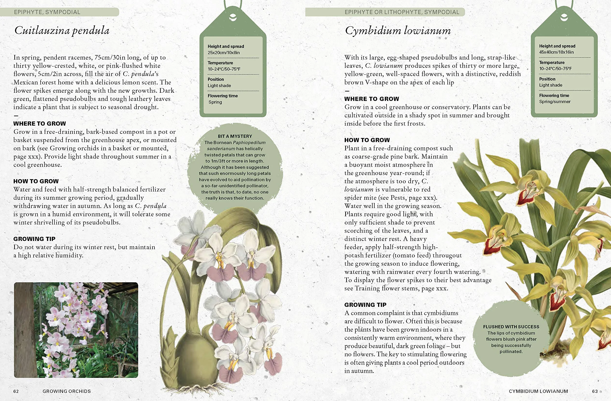 The Kew Gardener's Guide to Growing Orchids Volume 6