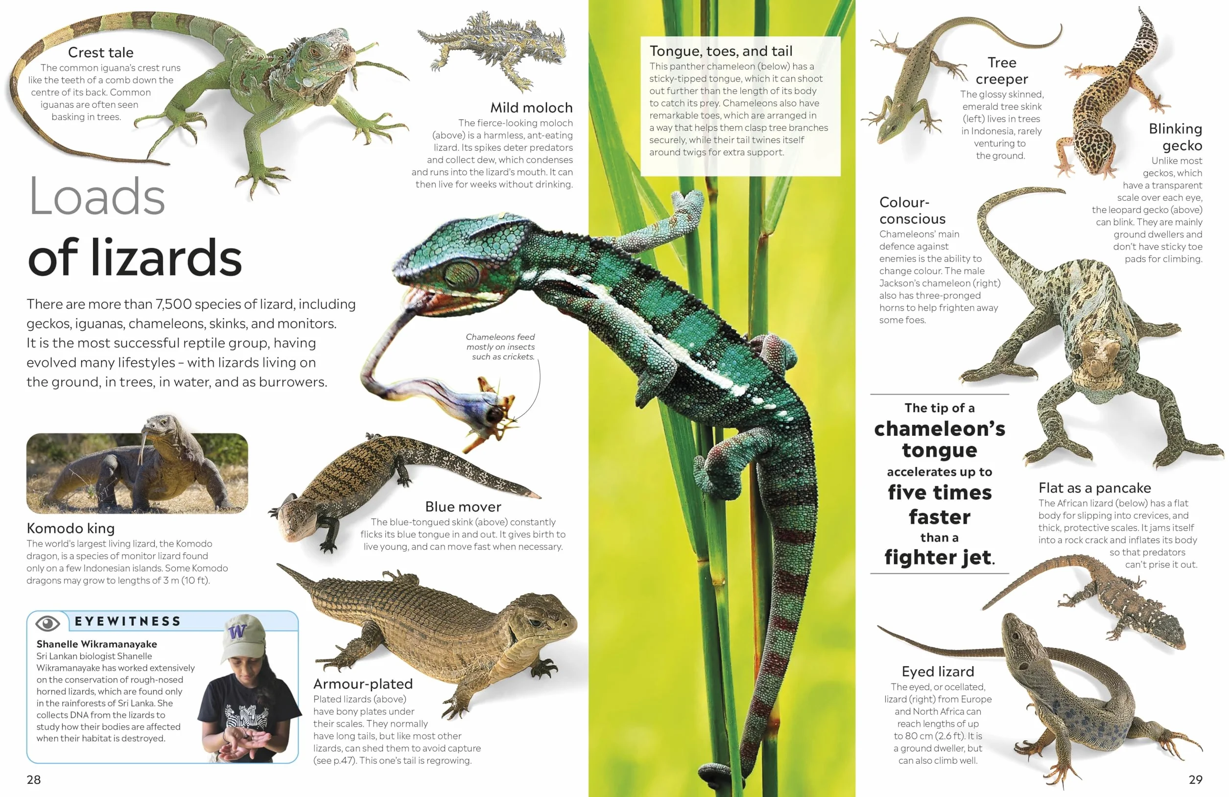 DK Eyewitness Reptile