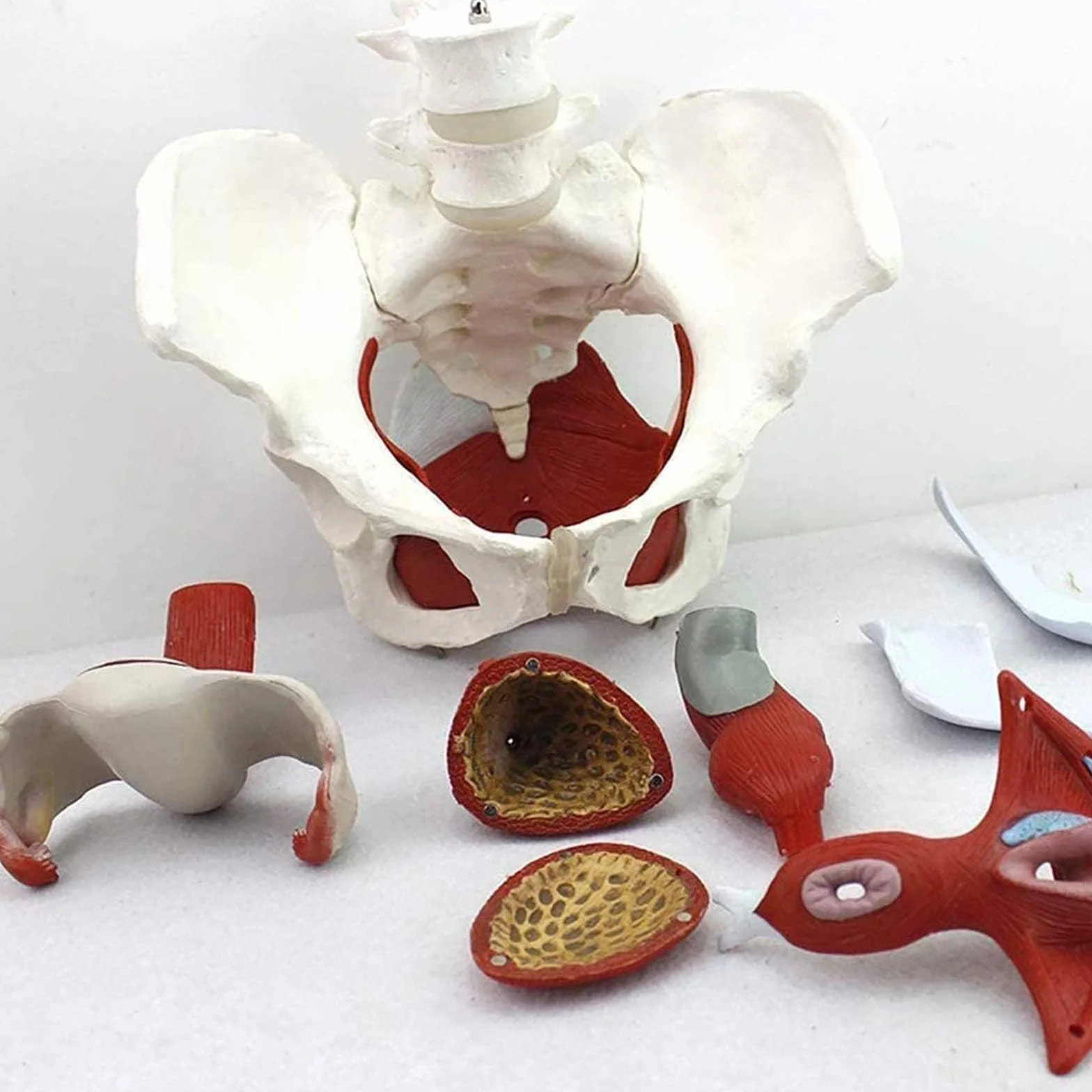 Medyczny anatomiczny model miednicy naturalnej naturalnej ze zdejmowanymi organami – model miednicy – żeński szkielet miednicy – model anatomiczny