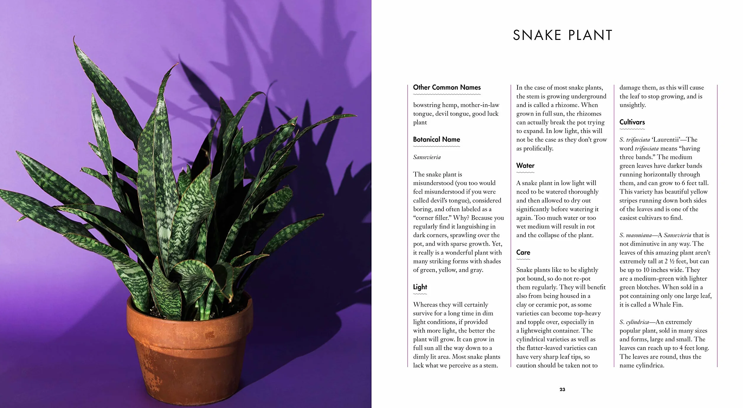 Grow in the Dark: How to Choose and Care for Low-Light Houseplants