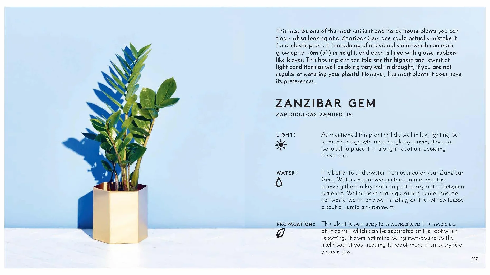 Little Book of House Plants and Other Greenery