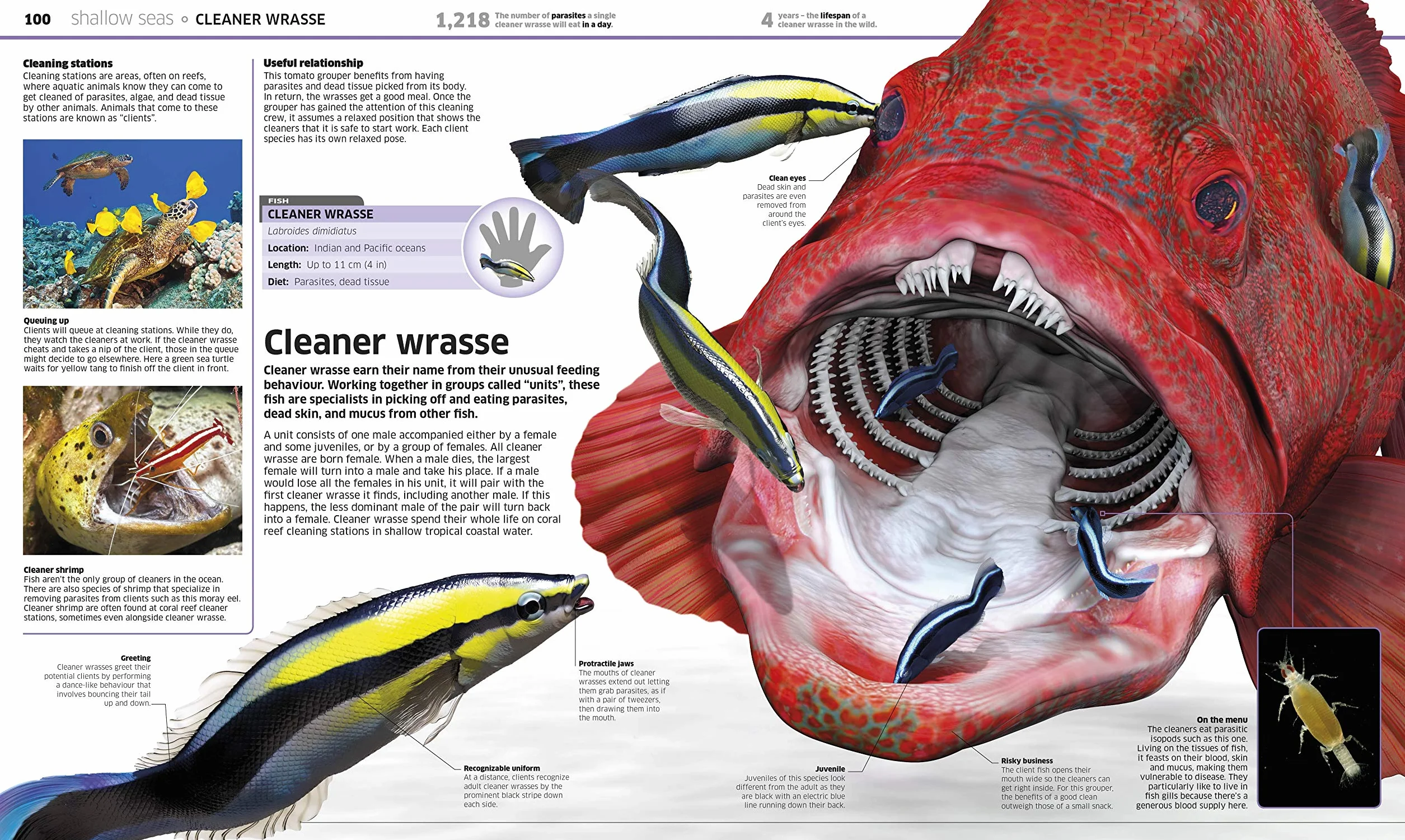 Knowledge Encyclopedia Ocean!: Our Watery World As You've Never Seen It Before