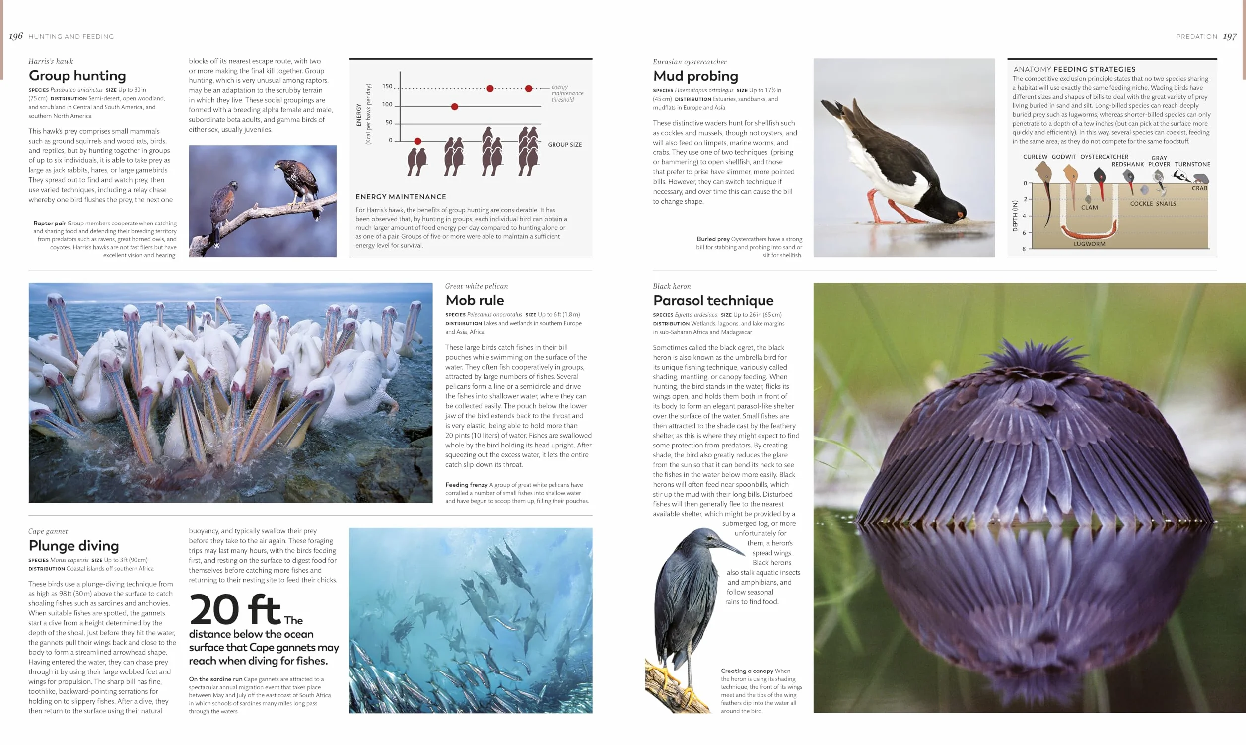 Animal Behavior: Stories of Instinct, Intelligence, and Adaptation