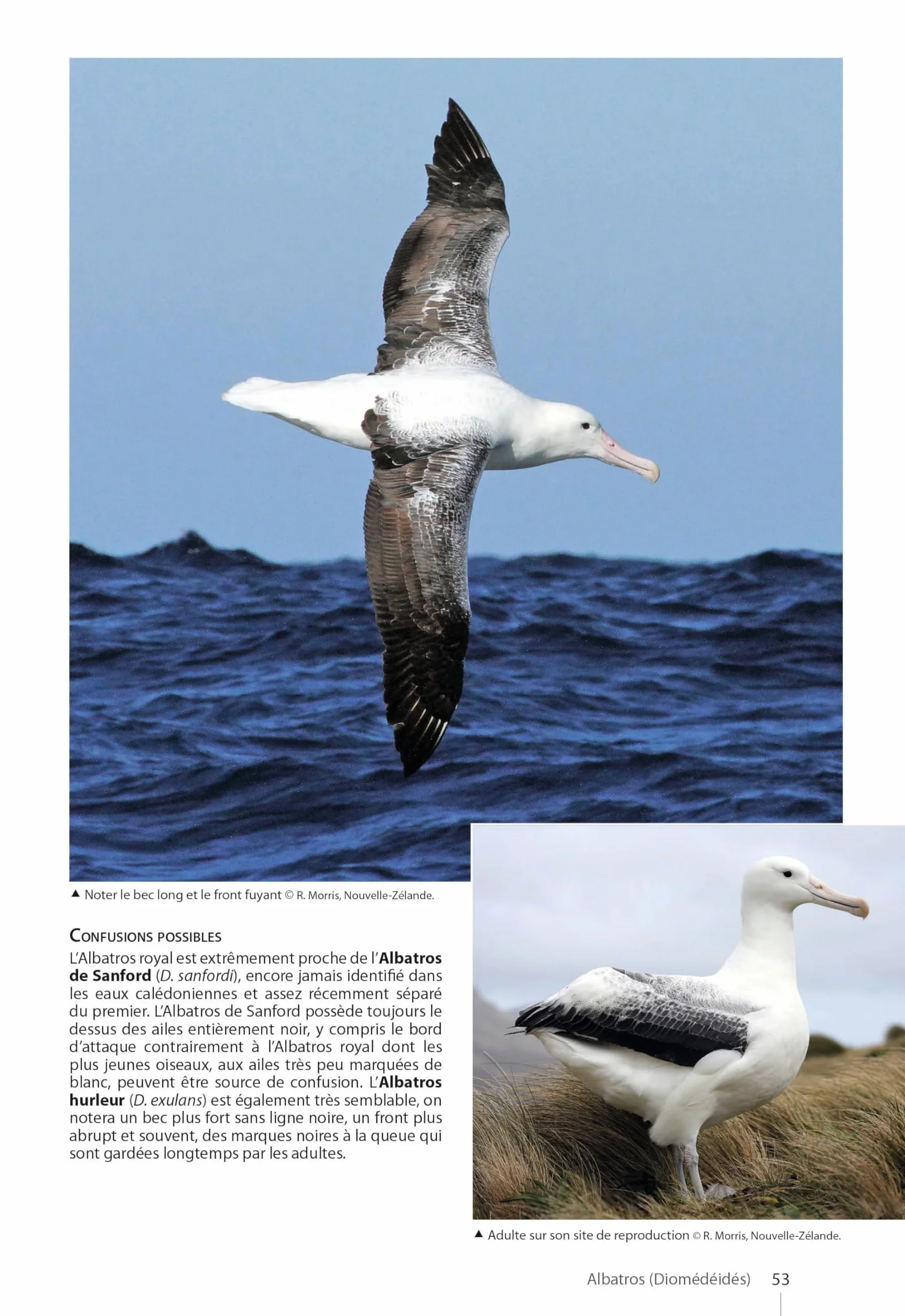 Guide des Oiseaux de Nouvelle-Calédonie: Grande Terre, Iles Loyauté et archipels éloignés