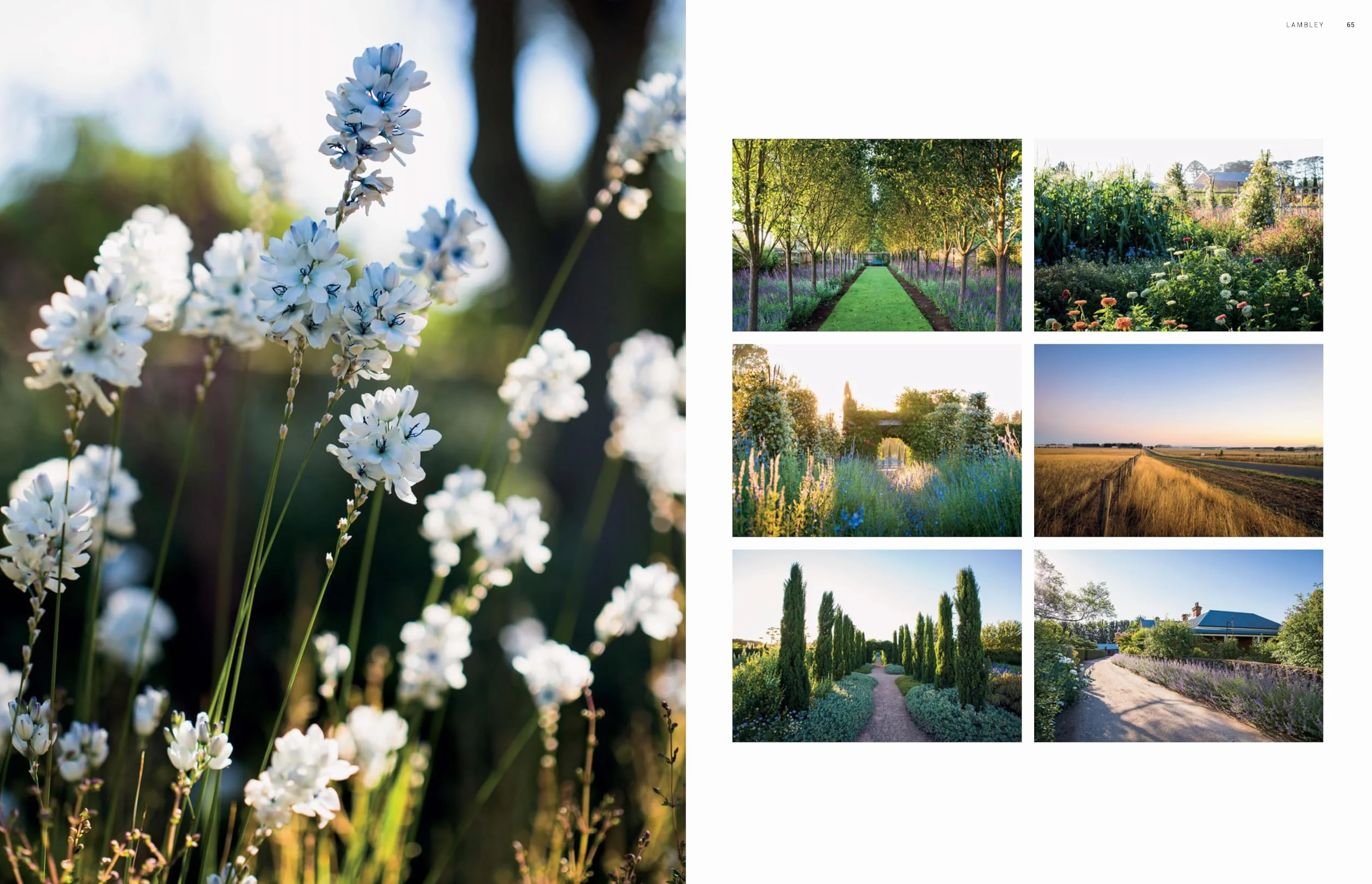 Dreamscapes: Inspiration and Beauty in Gardens Near and Far