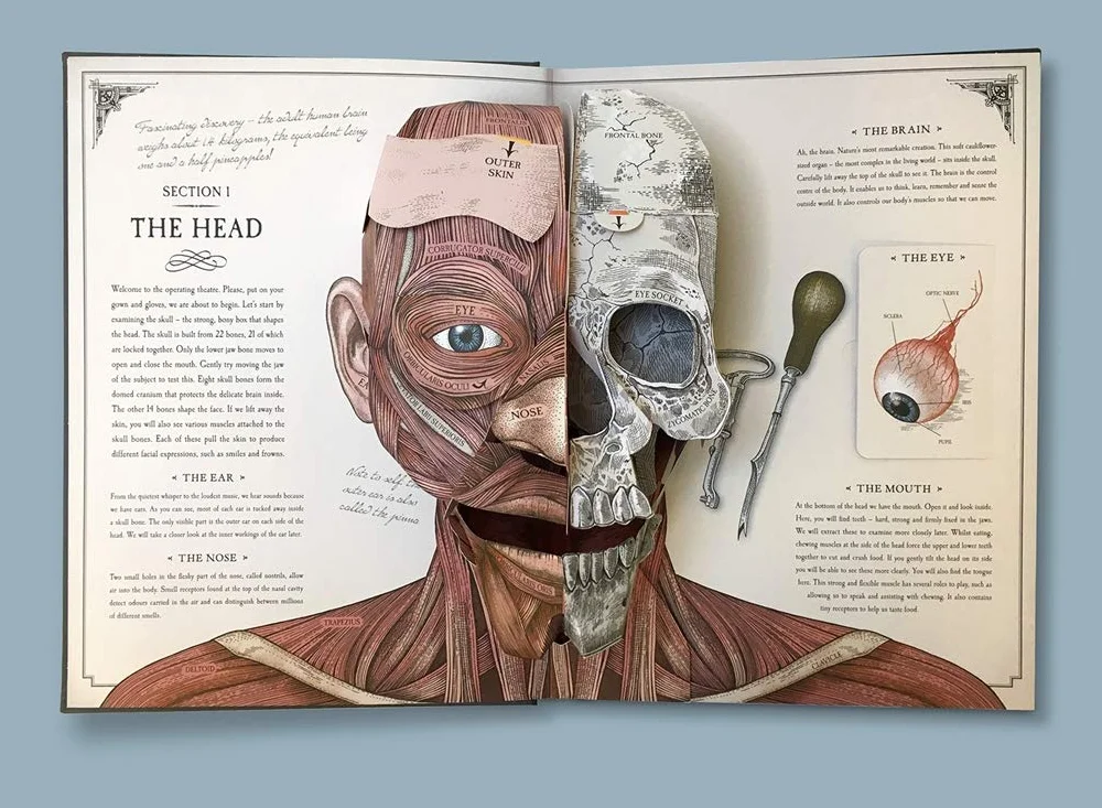 The Human Body: A Pop-Up Guide to Anatomy
