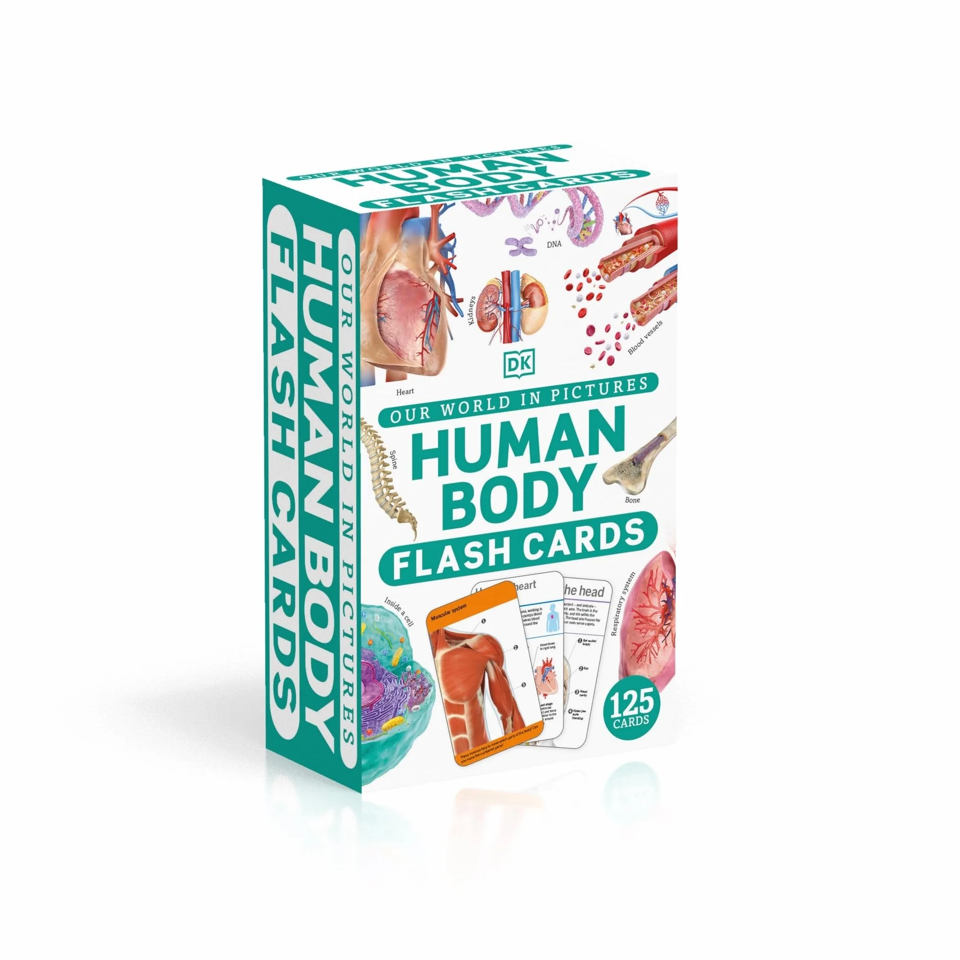 Our World in Pictures Human Body Flash Cards