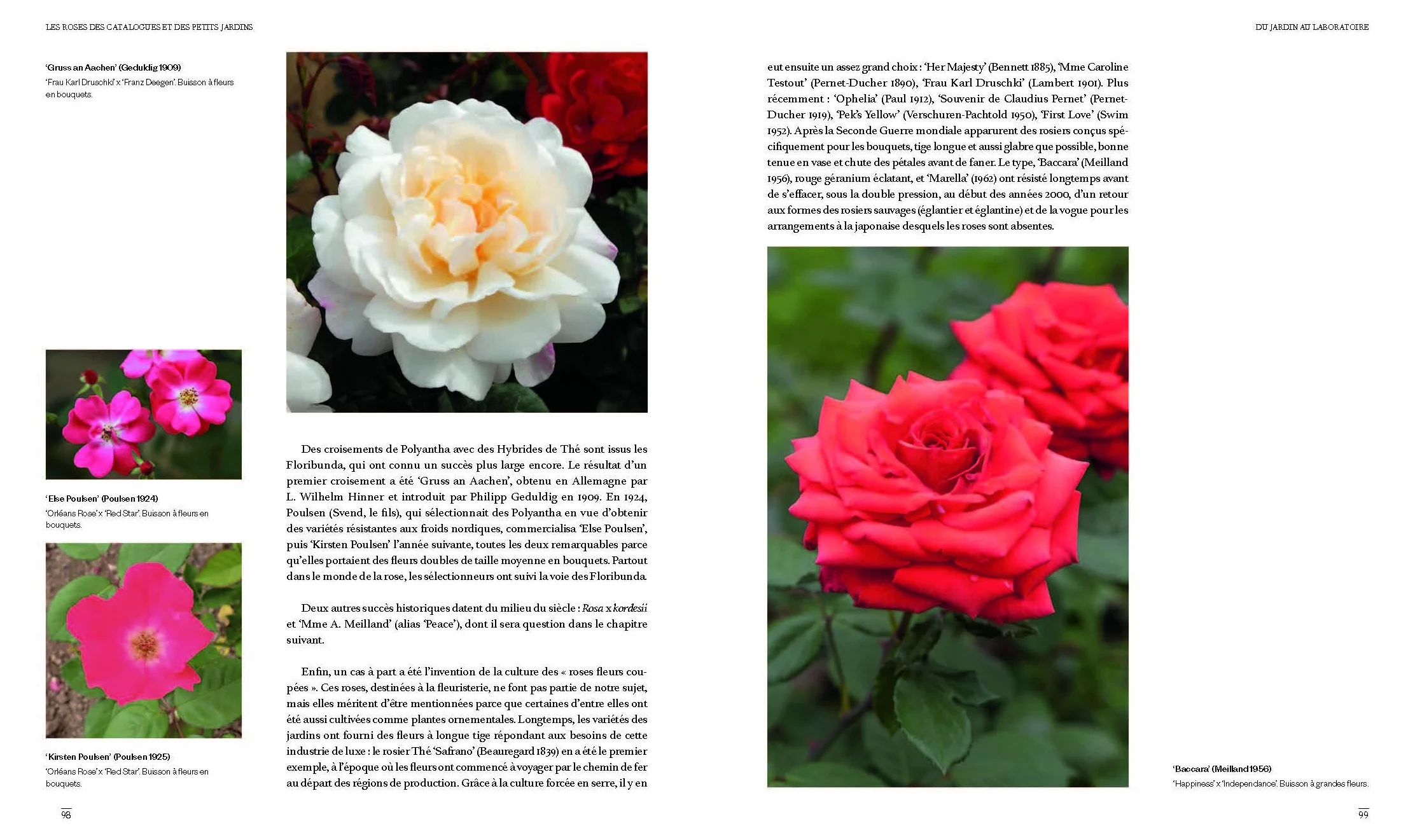 Les roses des jardins d'aujourd'hui