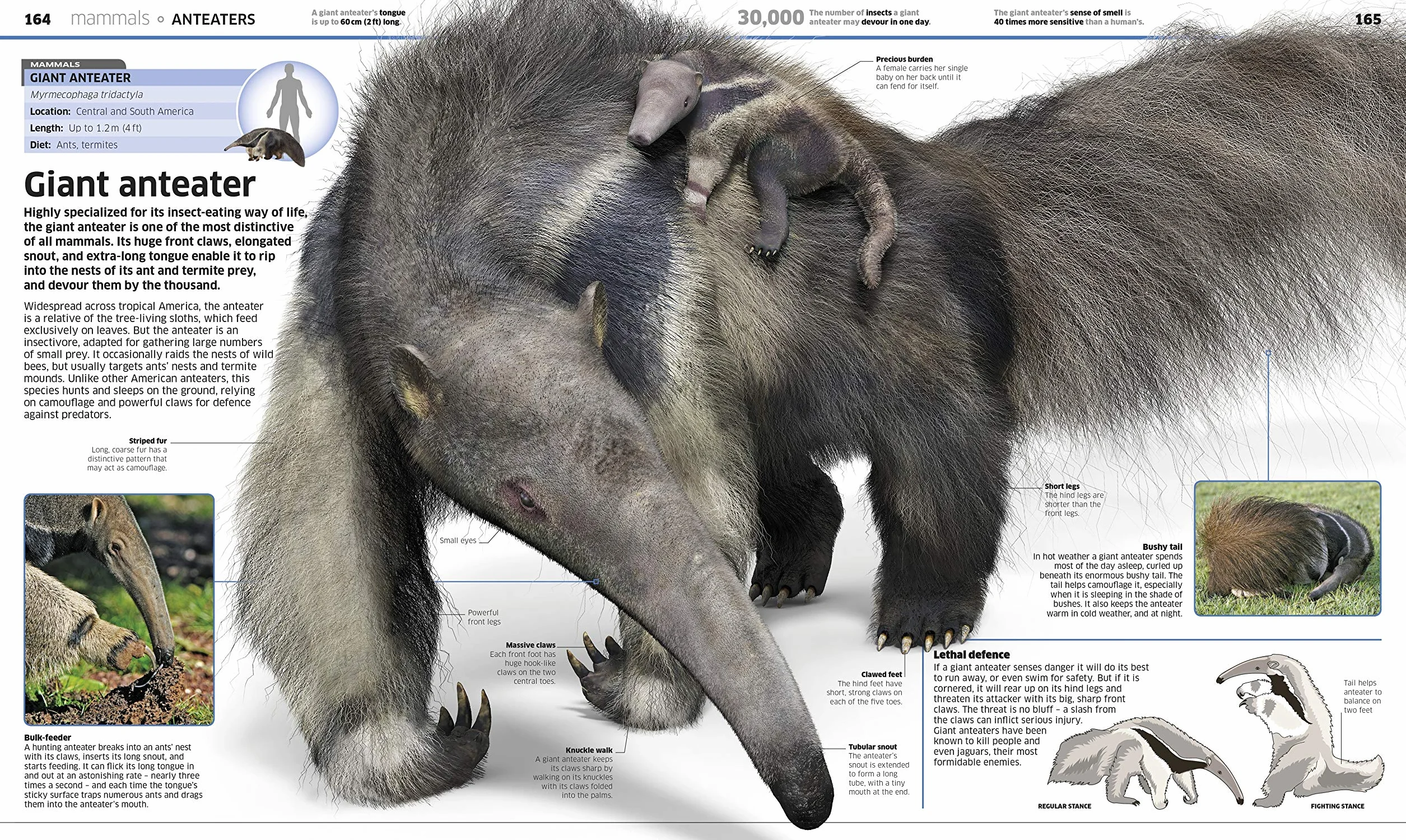 Knowledge Encyclopedia Animal!: The Animal Kingdom as you've Never Seen it Before