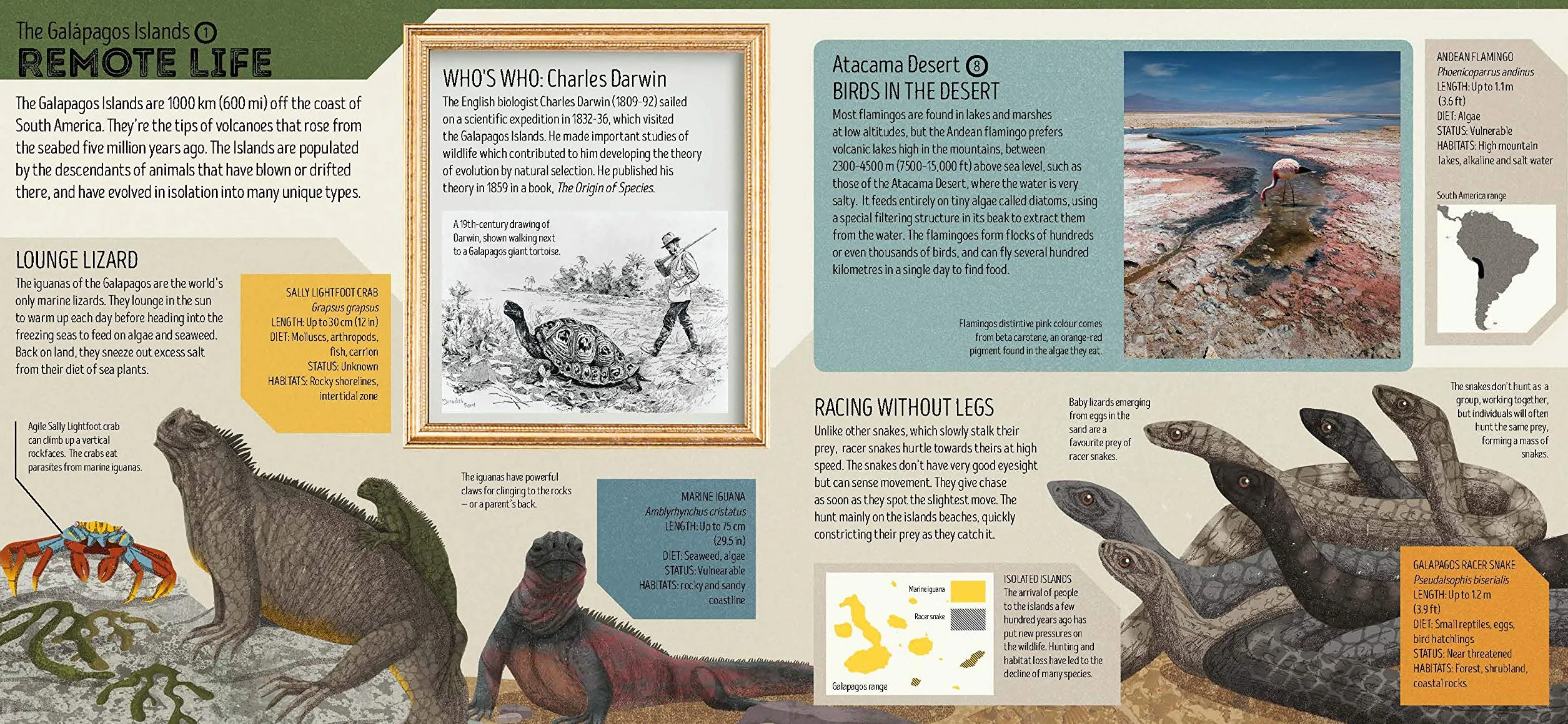 Lonely Planet Kids Animal Atlas: 1 (Creature Atlas): Amazing Facts & Fold Out Maps | Explore Creature Features From a Bear's Paw to a Baby Turtle | Packed with Beautiful Illustrations