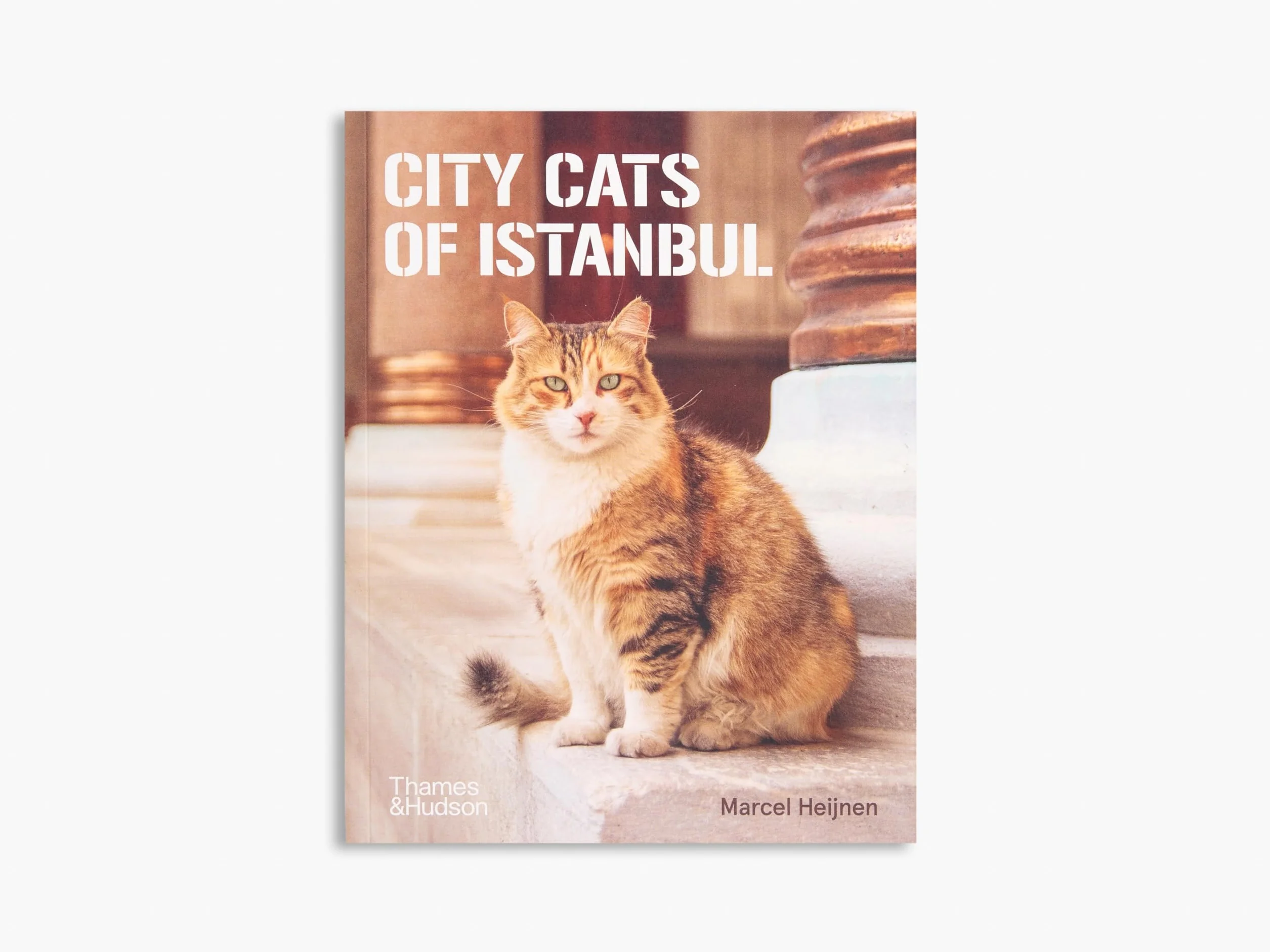 City Cats of Istanbul /anglais