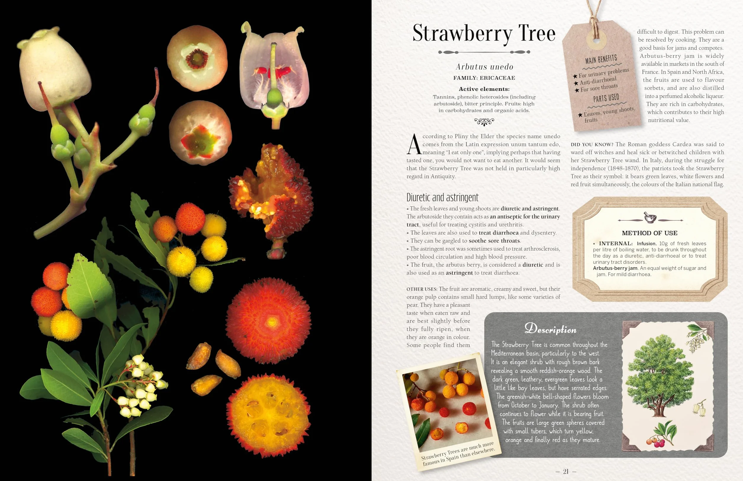 100 Plants That Heal: The Illustrated Herbarium of Medicinal Plants