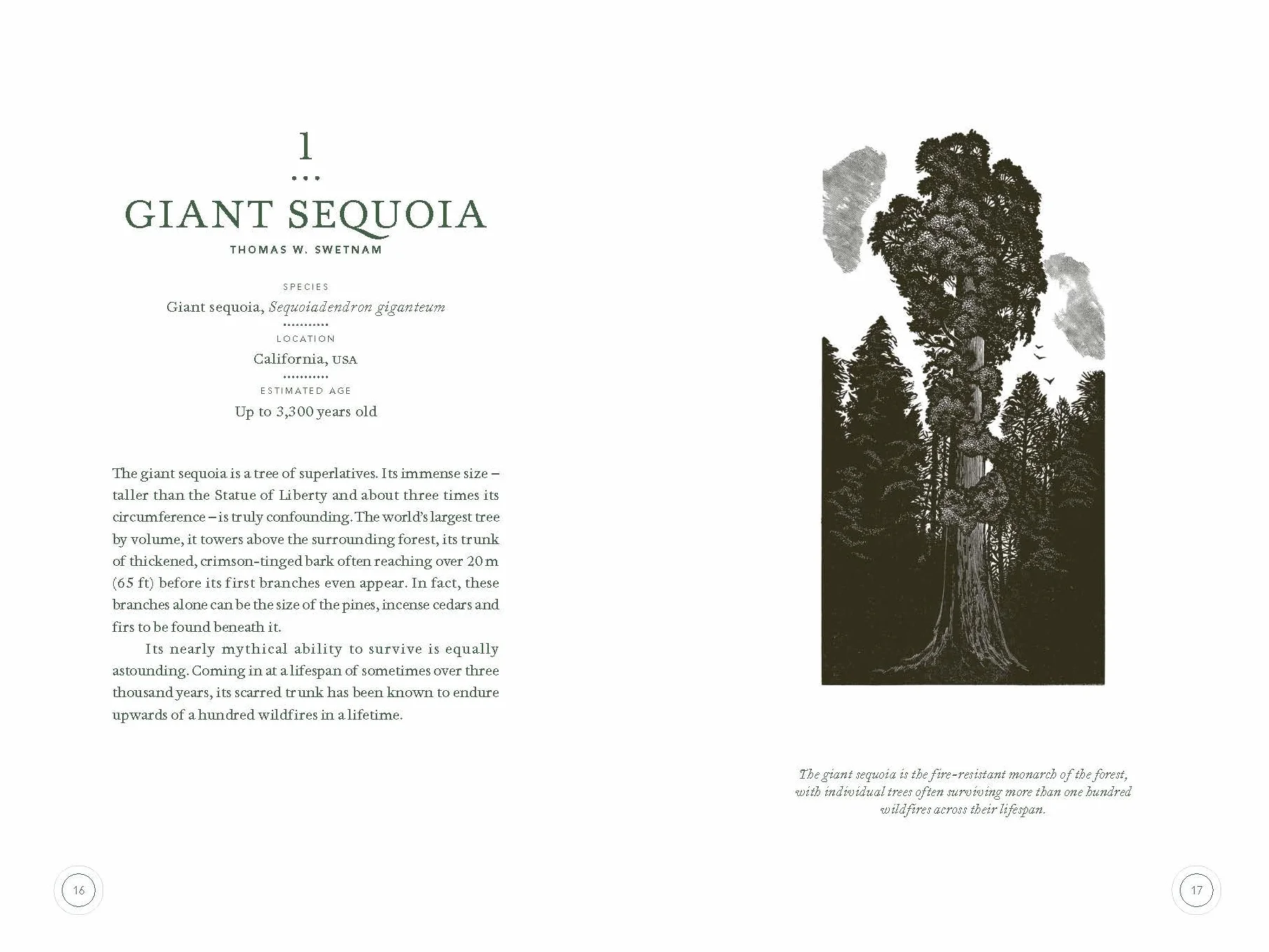 In The Circle of Ancient Trees: Our Oldest Trees and the Stories they Tell