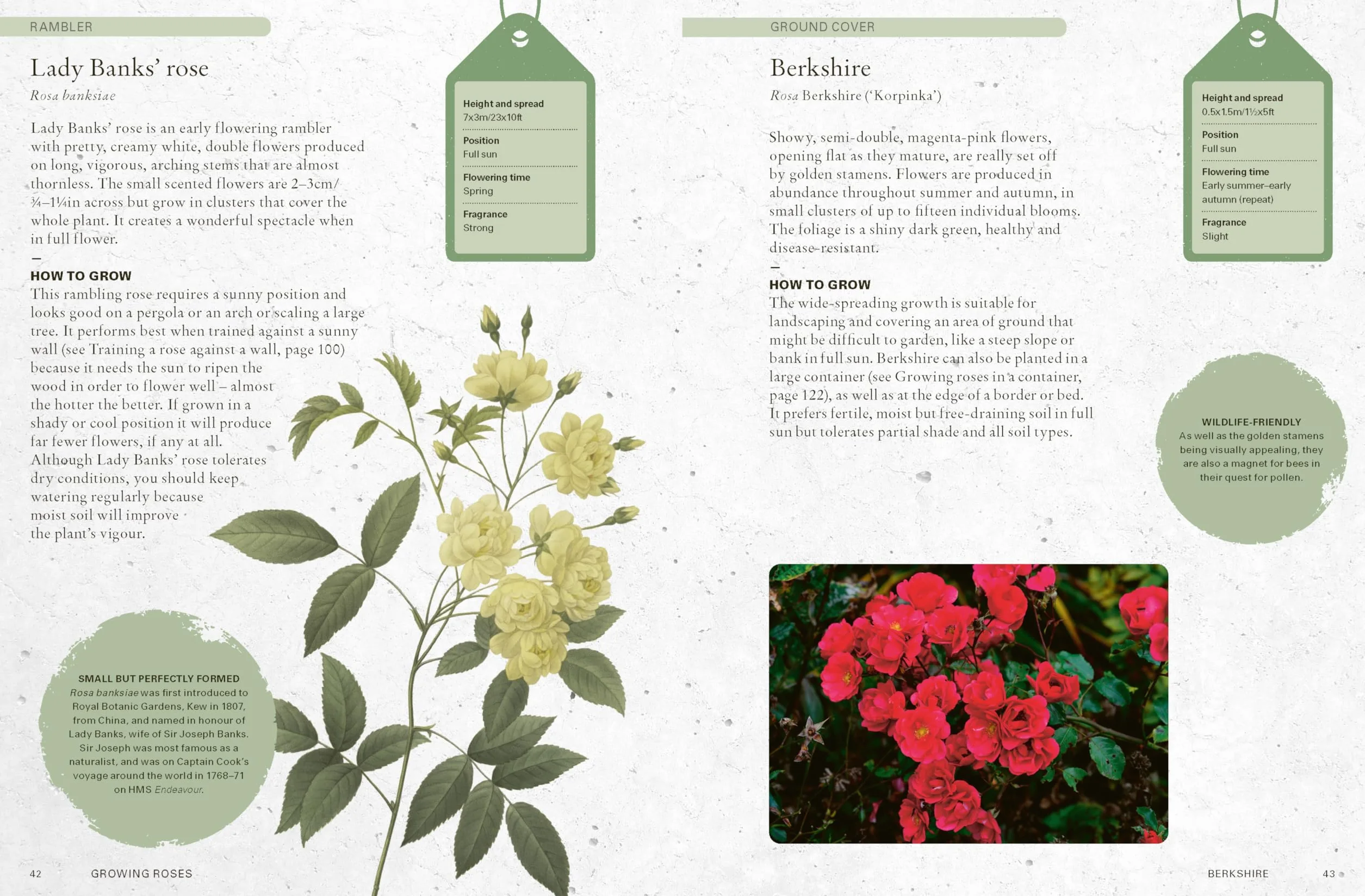 The Kew Gardener's Guide to Growing Roses: The Art and Science to Grow with Confidence: 8