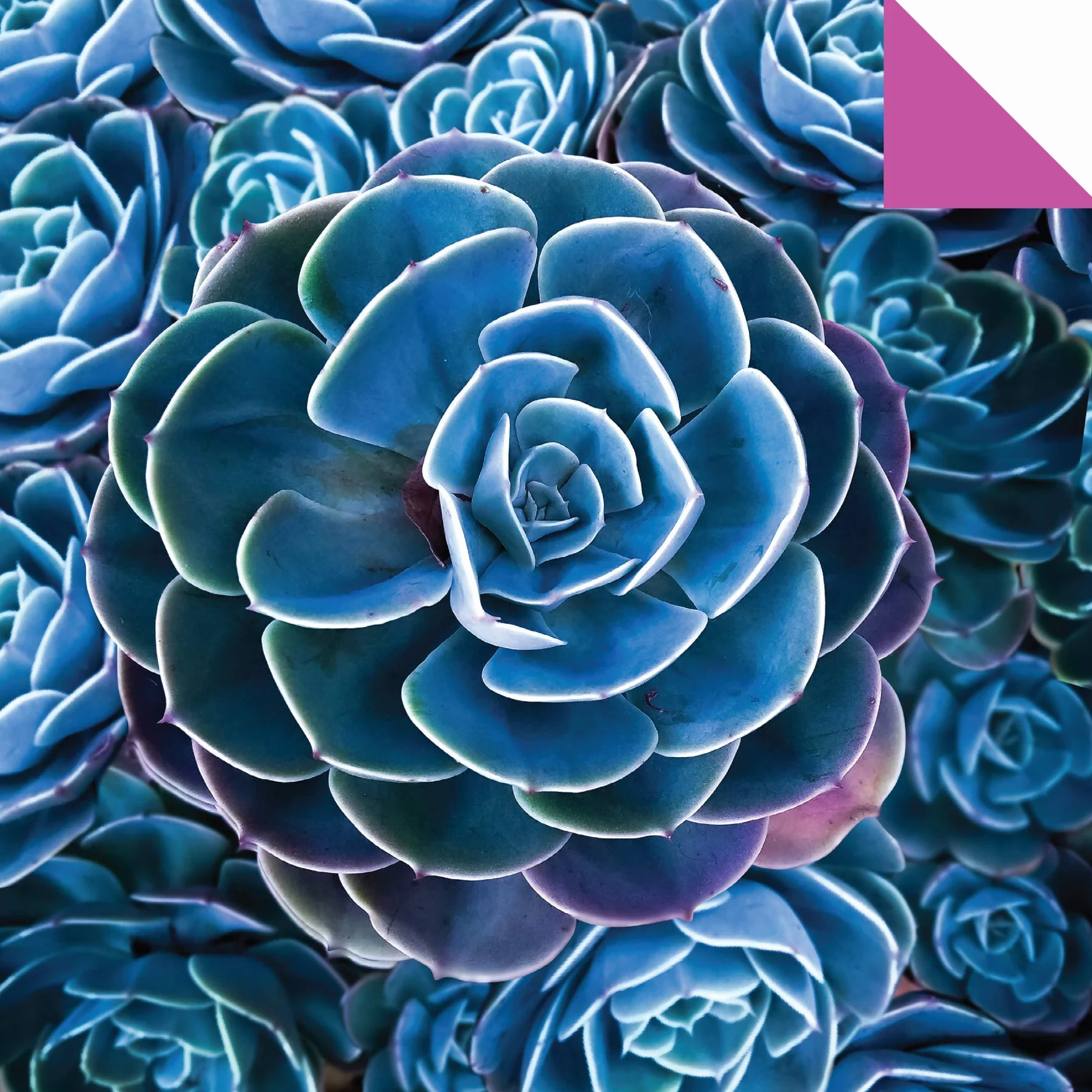 Origami Paper 500 Sheets Succulents 6 (15 CM): Tuttle Origami Paper: Double-Sided Origami Sheets with 12 Different Photographs (Instructions for 6 Projects Included)