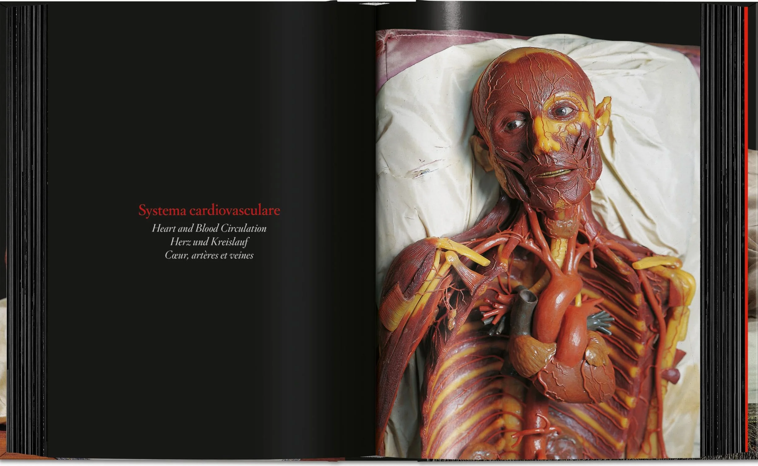 Anatomical Waxes. 45th Ed.