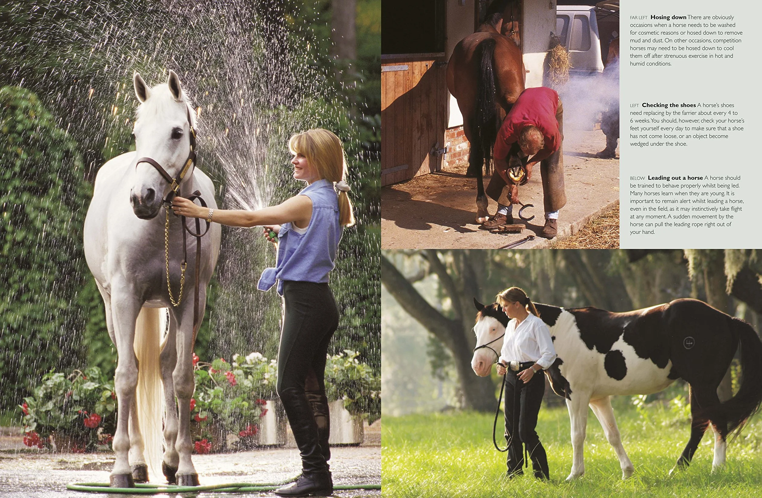 Complete Horse Care Manual