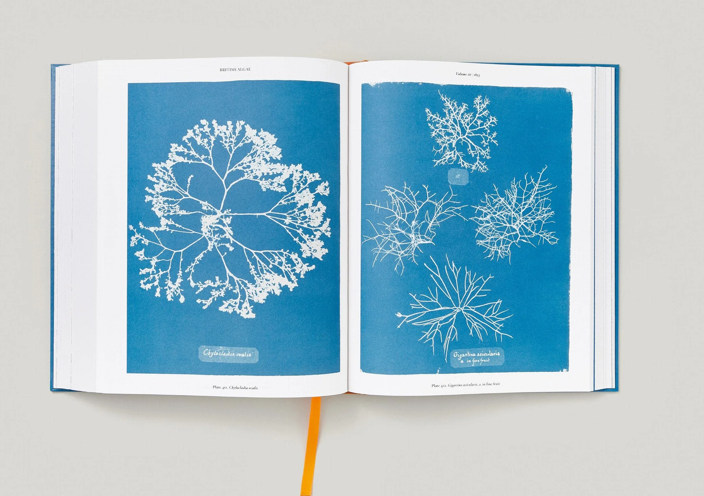 Anna Atkins. Cyanotypes