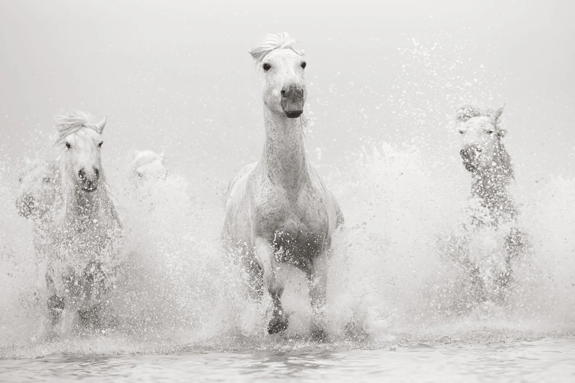 Untamed Spirits: Horses from Around the World