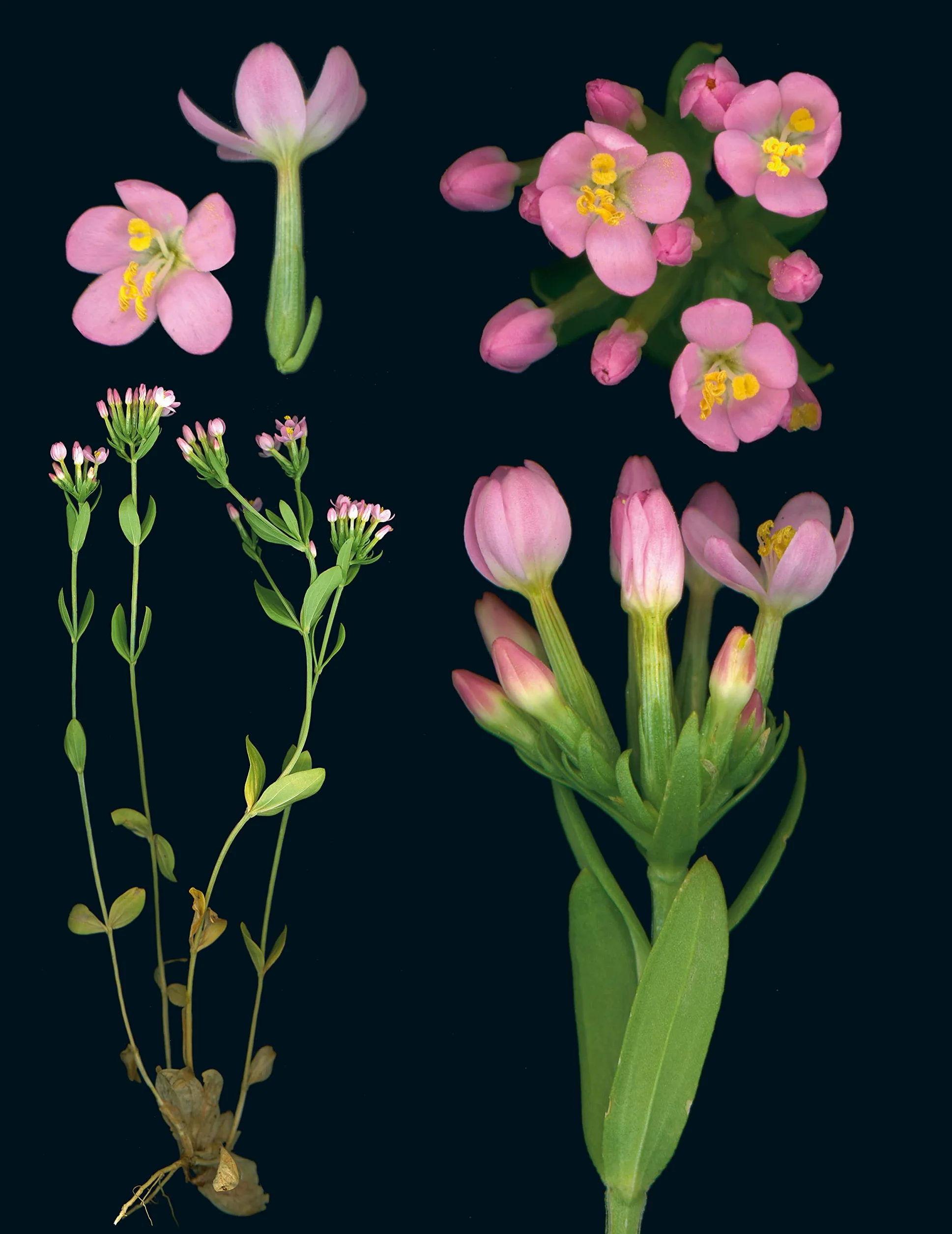 100 Plants That Heal: The Illustrated Herbarium of Medicinal Plants