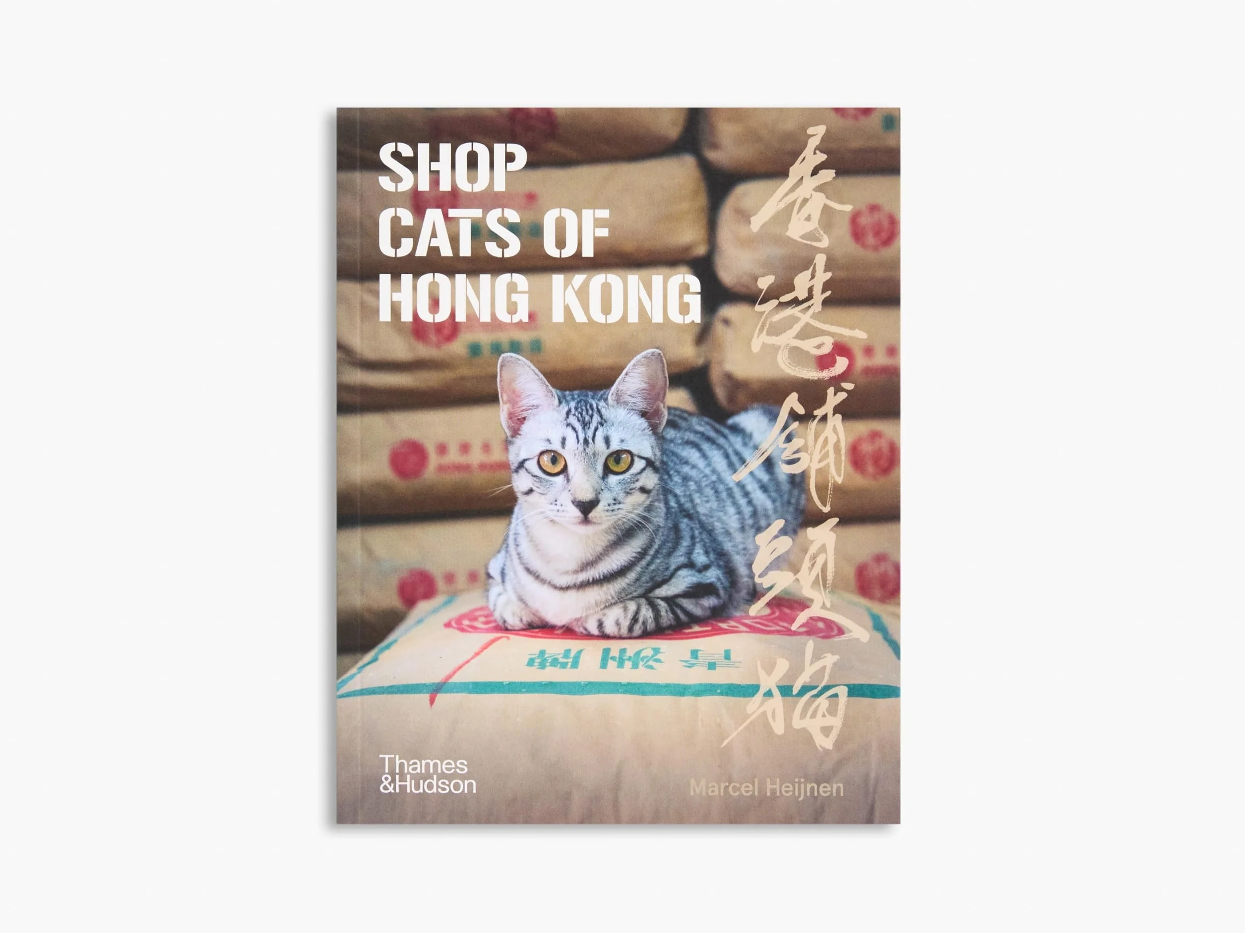 City Cats of Istanbul /anglais