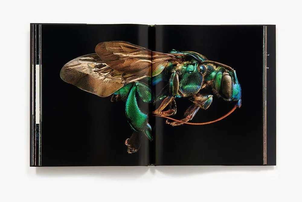 Microsculpture: Portraits of Insects