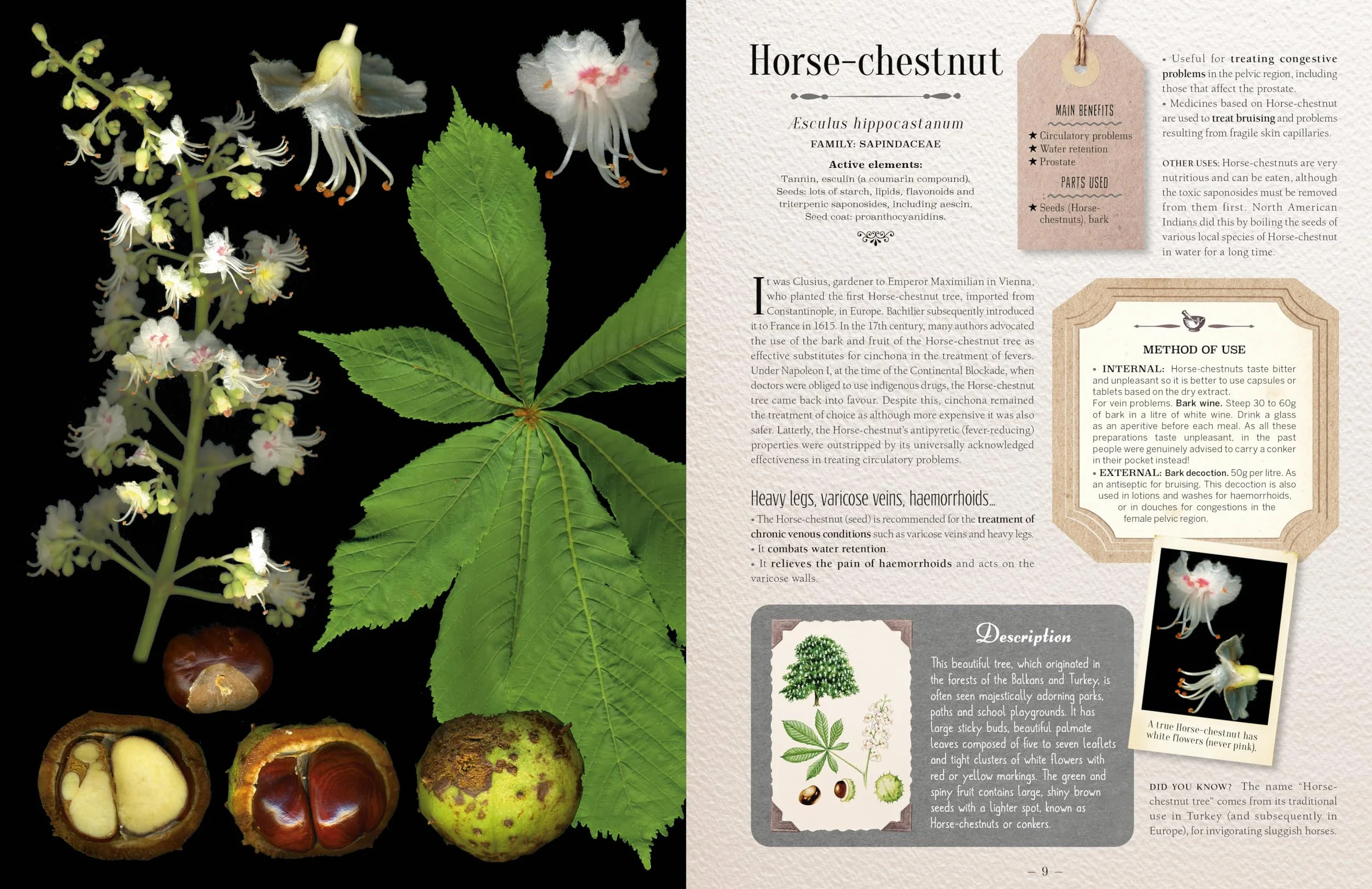 100 Plants That Heal: The Illustrated Herbarium of Medicinal Plants