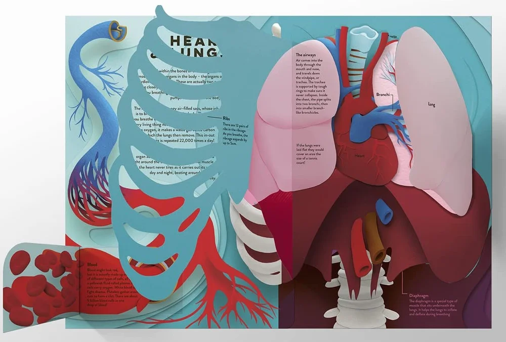 Paper World: Human Body: A fact-packed novelty book with 40 flaps to lift!