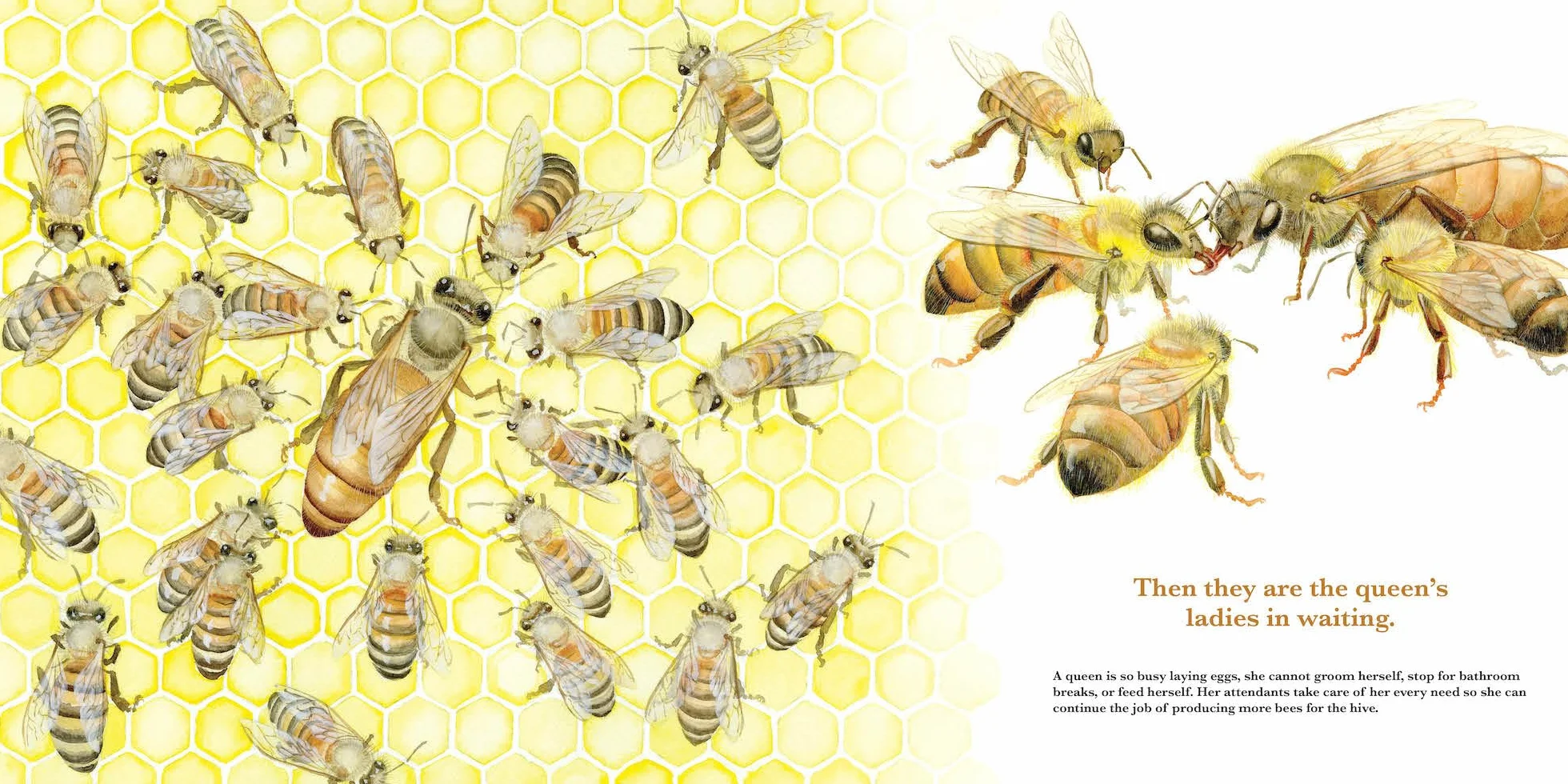 Honey Bees, Nature's Pollinators