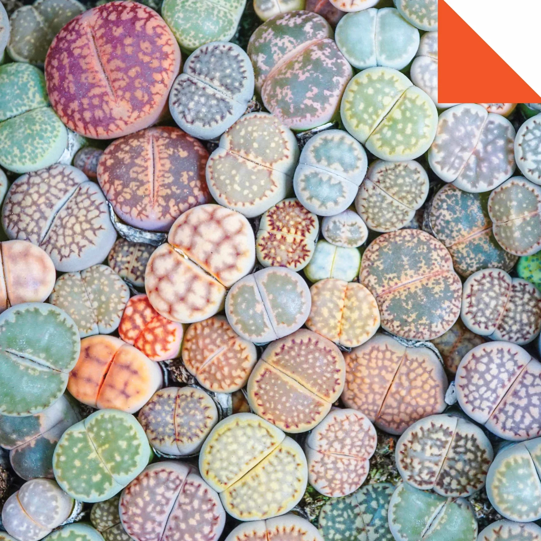 Origami Paper 500 Sheets Succulents 6 (15 CM): Tuttle Origami Paper: Double-Sided Origami Sheets with 12 Different Photographs (Instructions for 6 Projects Included)