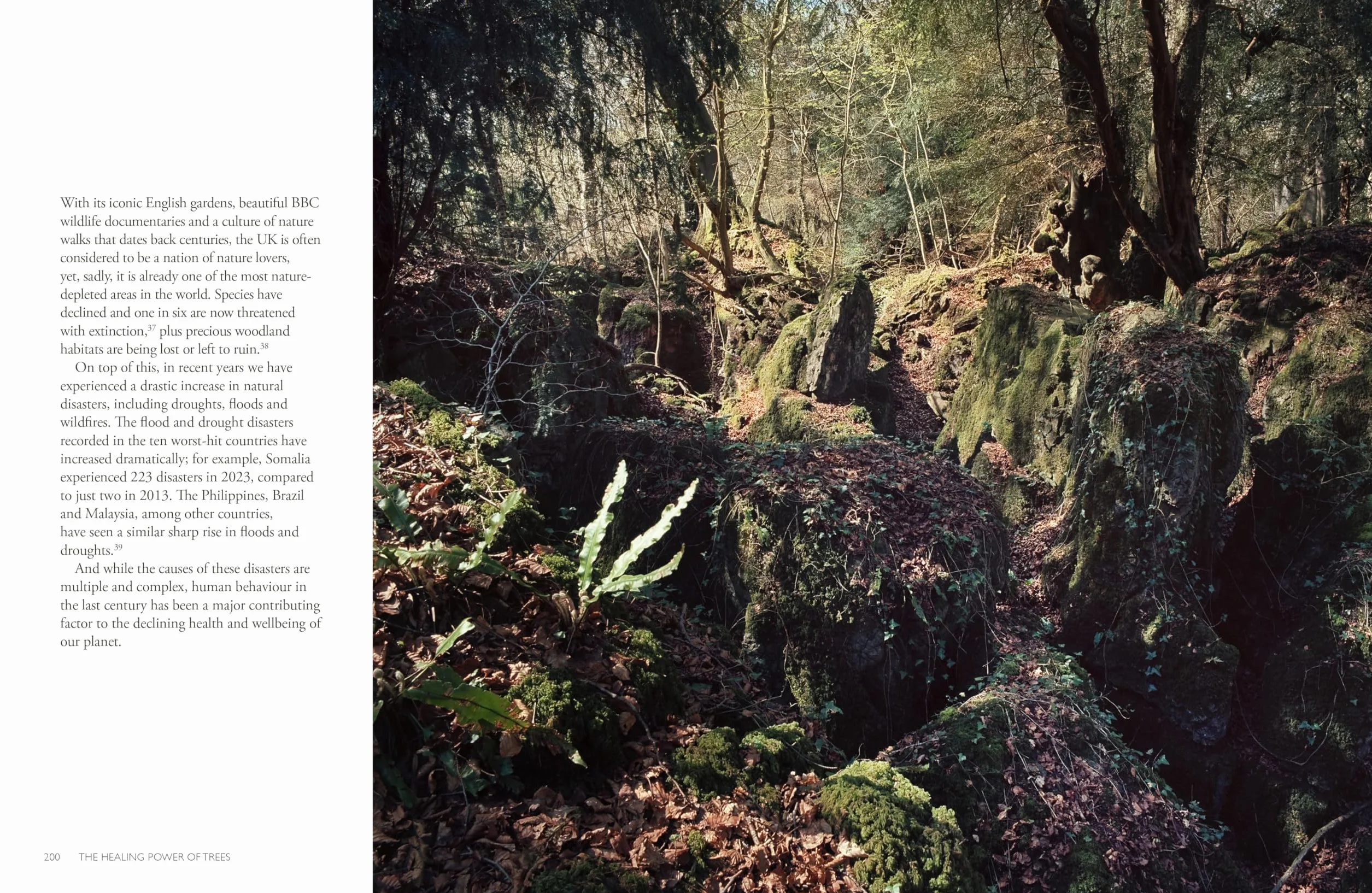 The Healing Power of Trees: The Definitive Guide to Forest Bathing