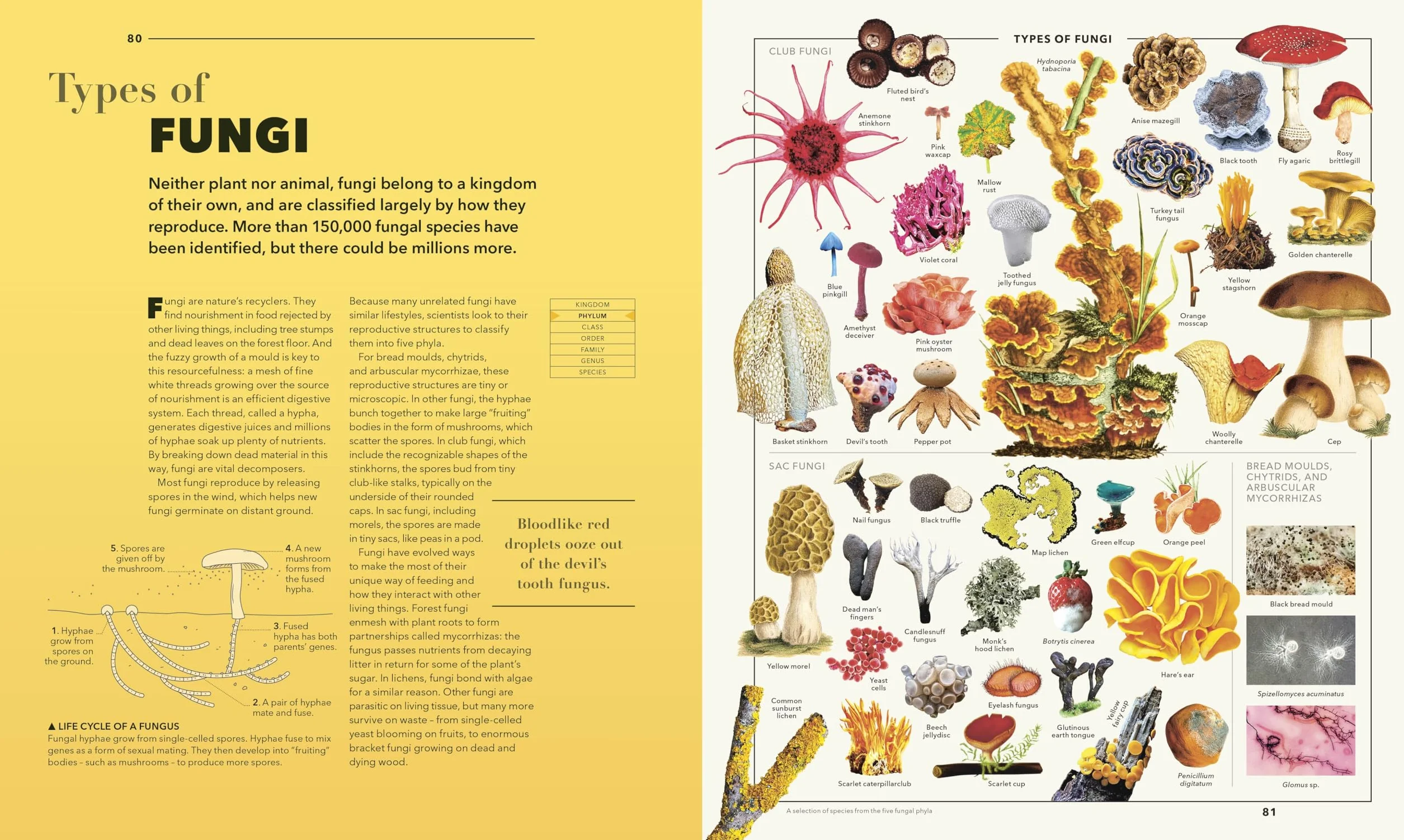 Knowledge A Visual Compendium: Making Sense of our World