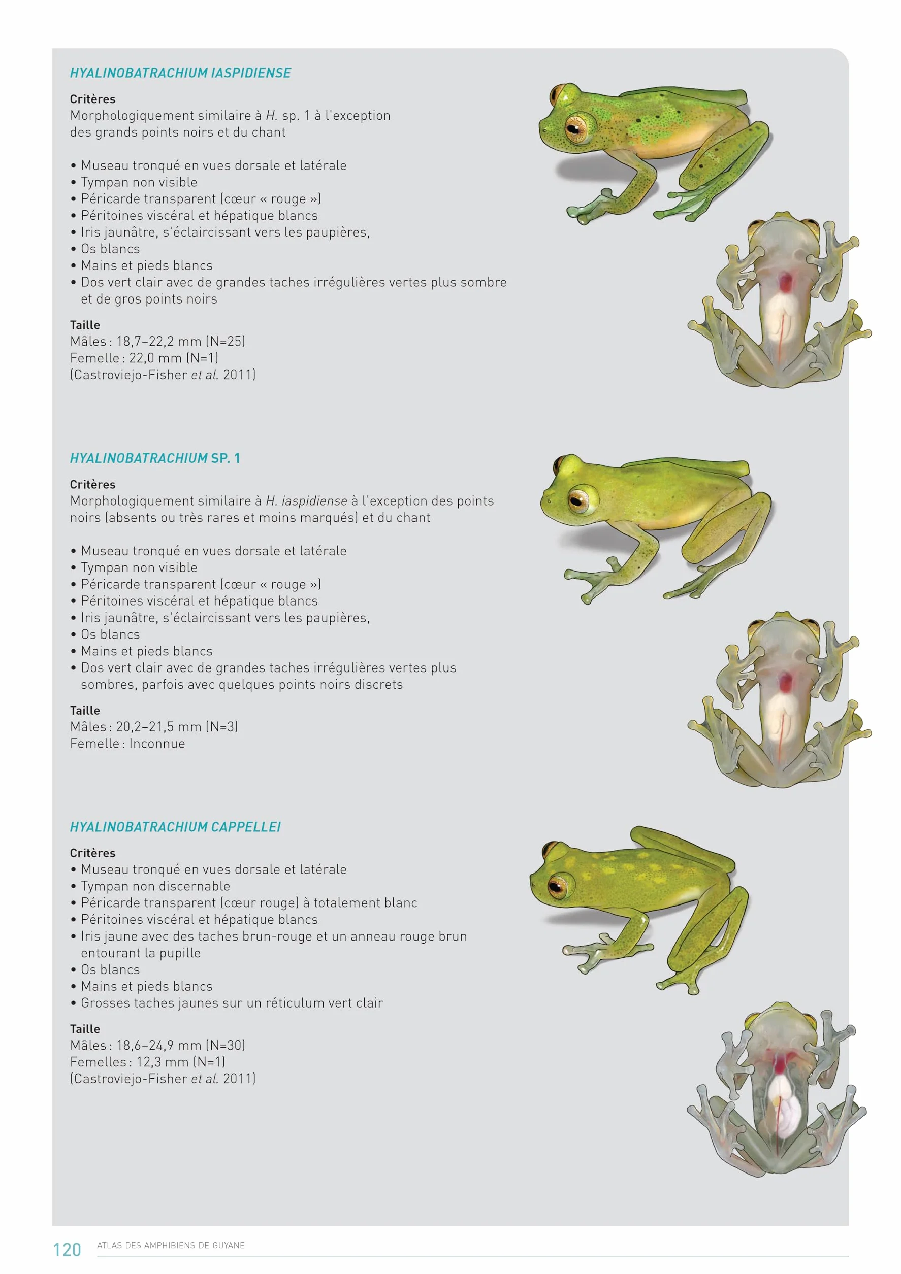 Atlas des Amphibiens de Guyane